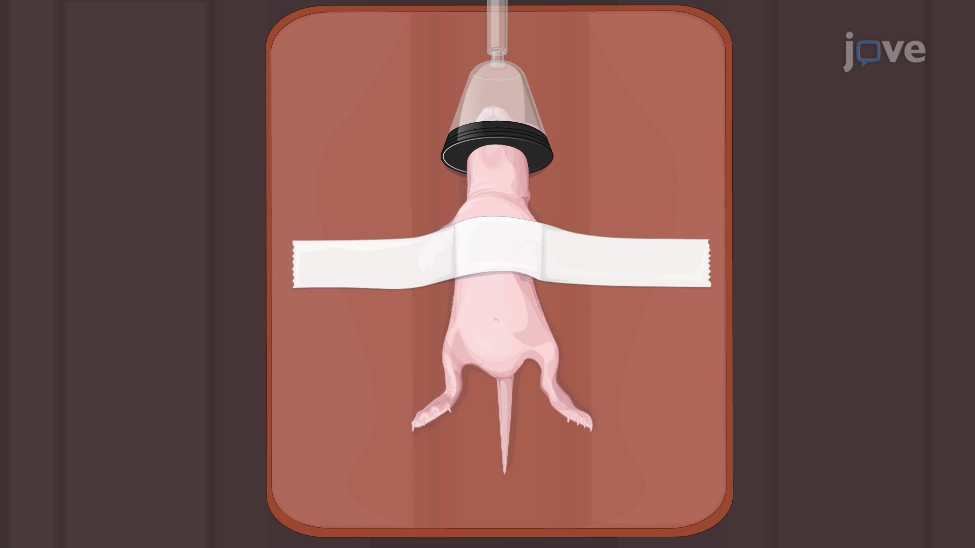 Generating a Middle Cerebral Artery Occlusion in a Rat Pup to Induce Local Brain Ischemia