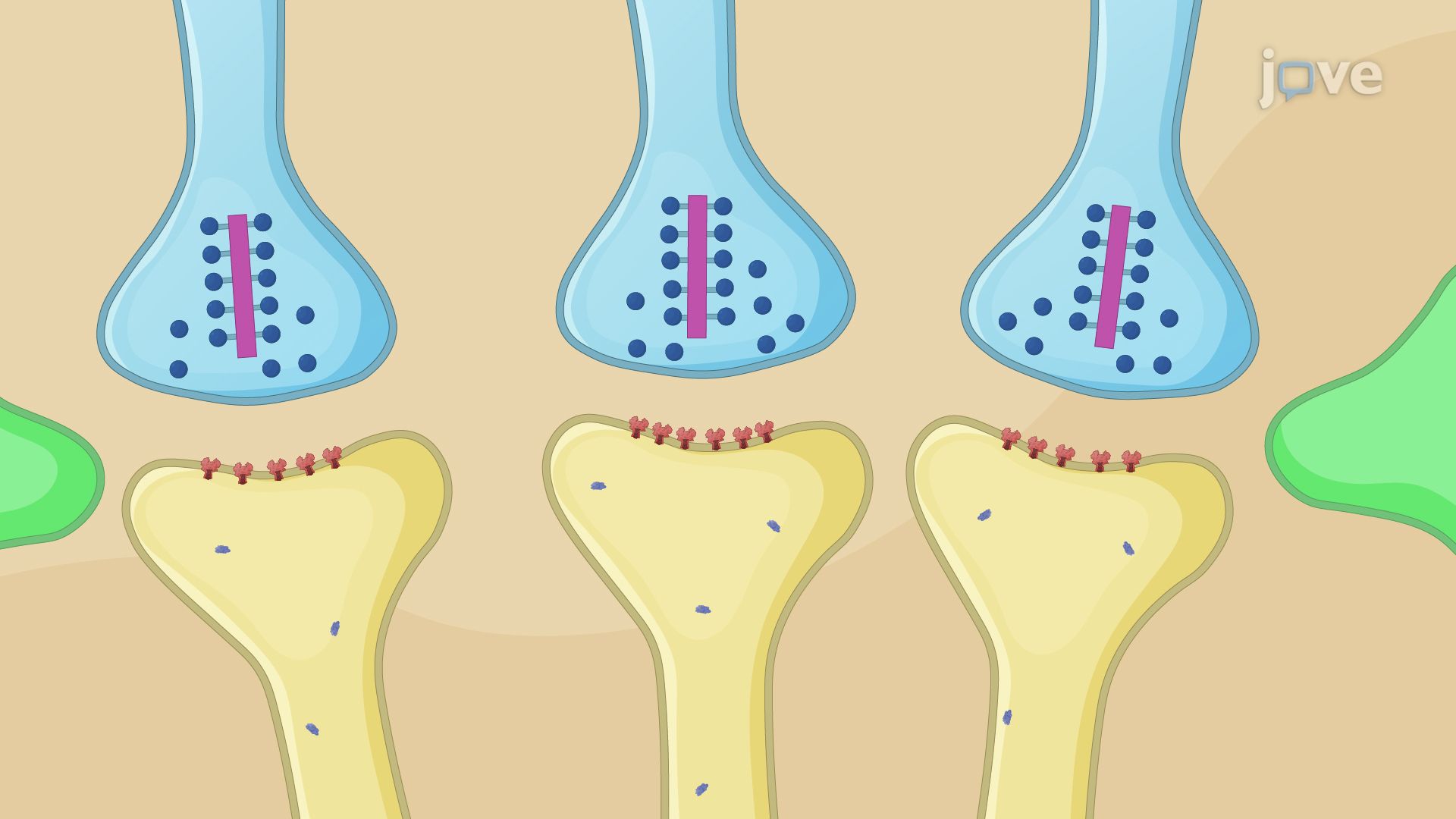 High-Resolution Imaging of Neurotransmitter Receptors at Retinal Synapses