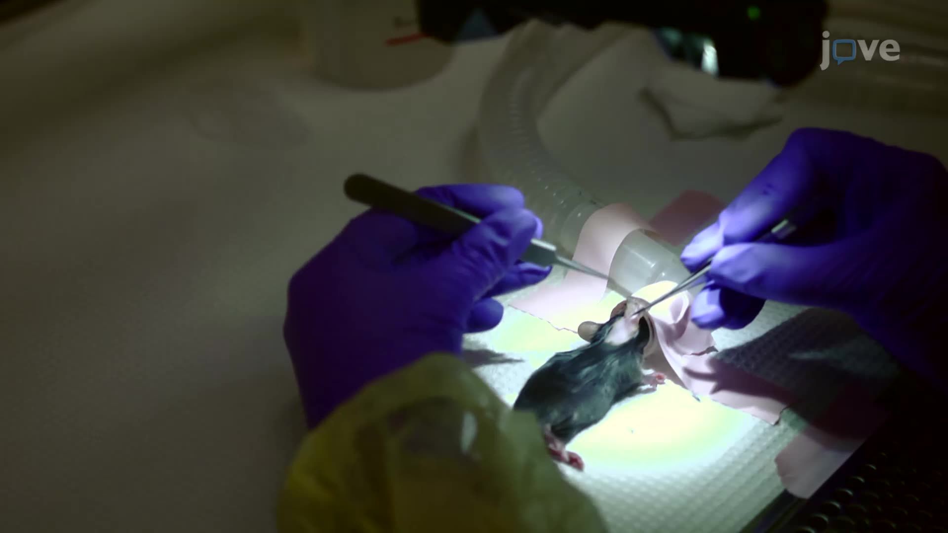 视频: Performing Crush Axotomy on the Facial Nerve in a Mouse Model - 实验