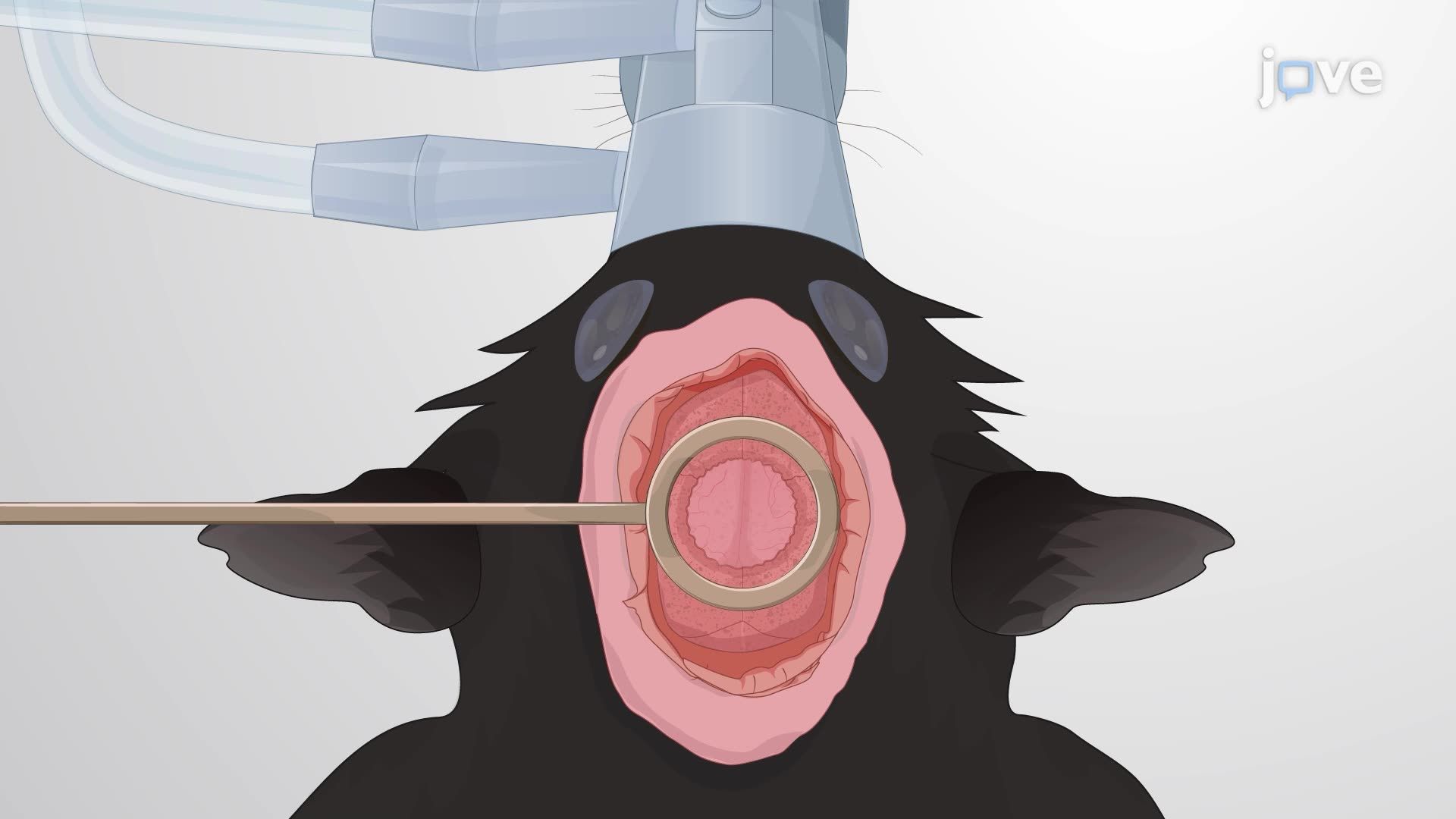 Inducing Blood Clot Formation in the Mouse Brain Using a Photosensitive Dye