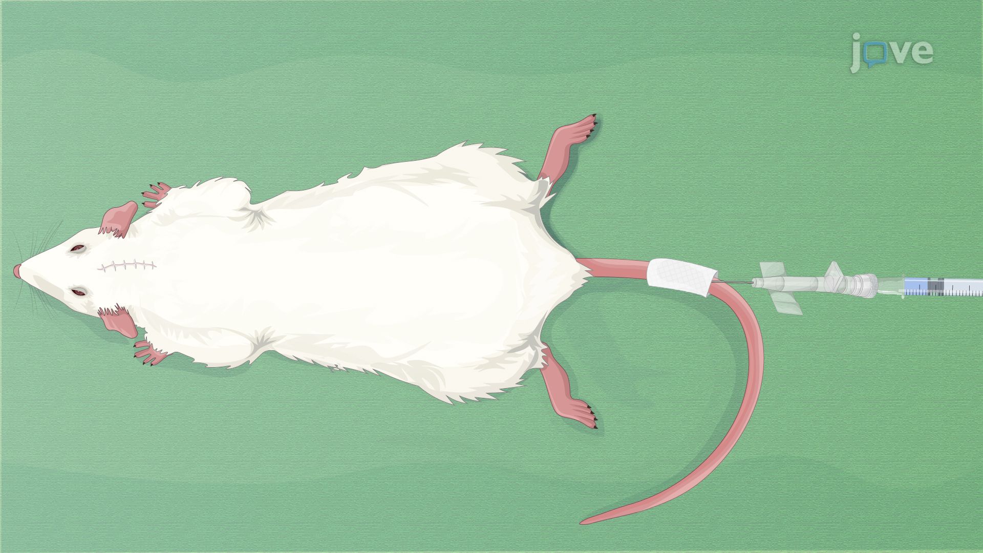 Assessing Blood-Brain Barrier Integrity in a Laser-Induced Brain Injury Rat Model