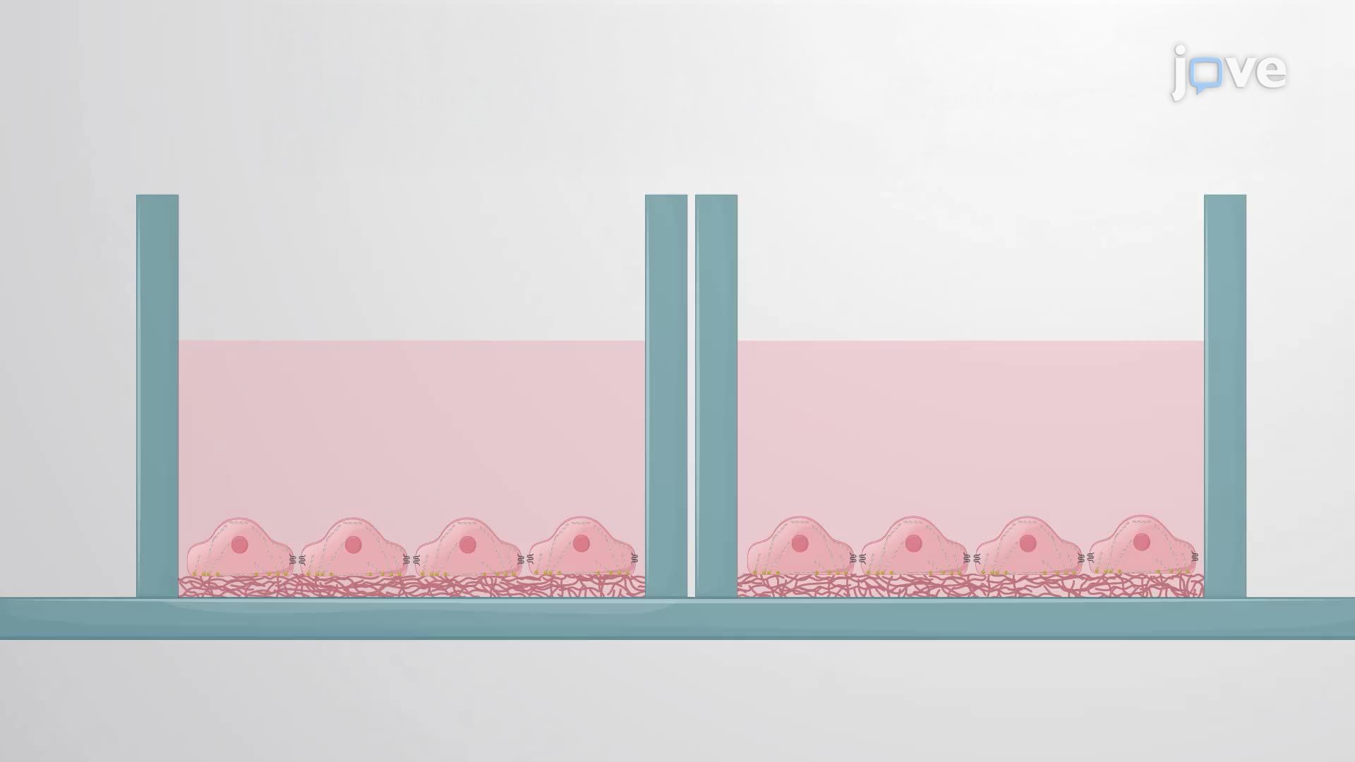 Fluorescence Localization of Tight Junction Proteins and Stress Fibers in Endothelial Cells
