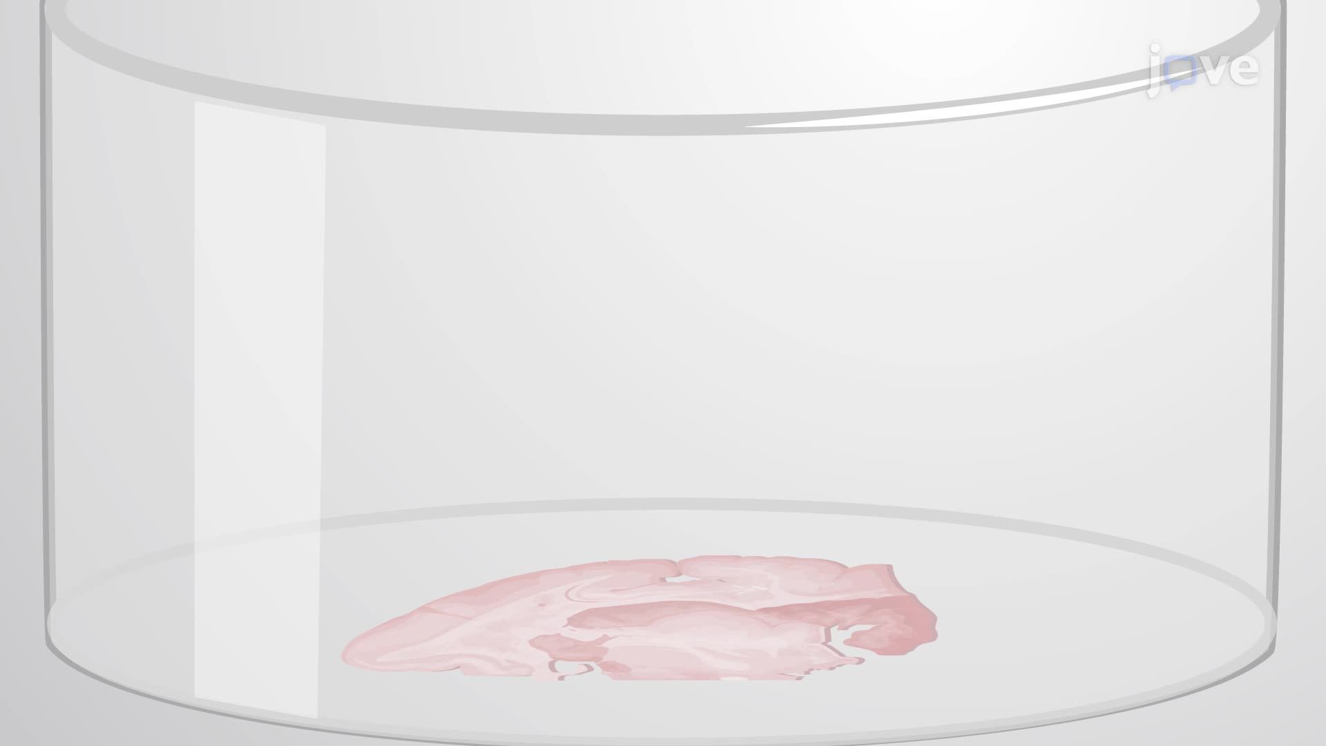 Performing Immunohistochemistry on a Non-Human Primate Brain Tissue