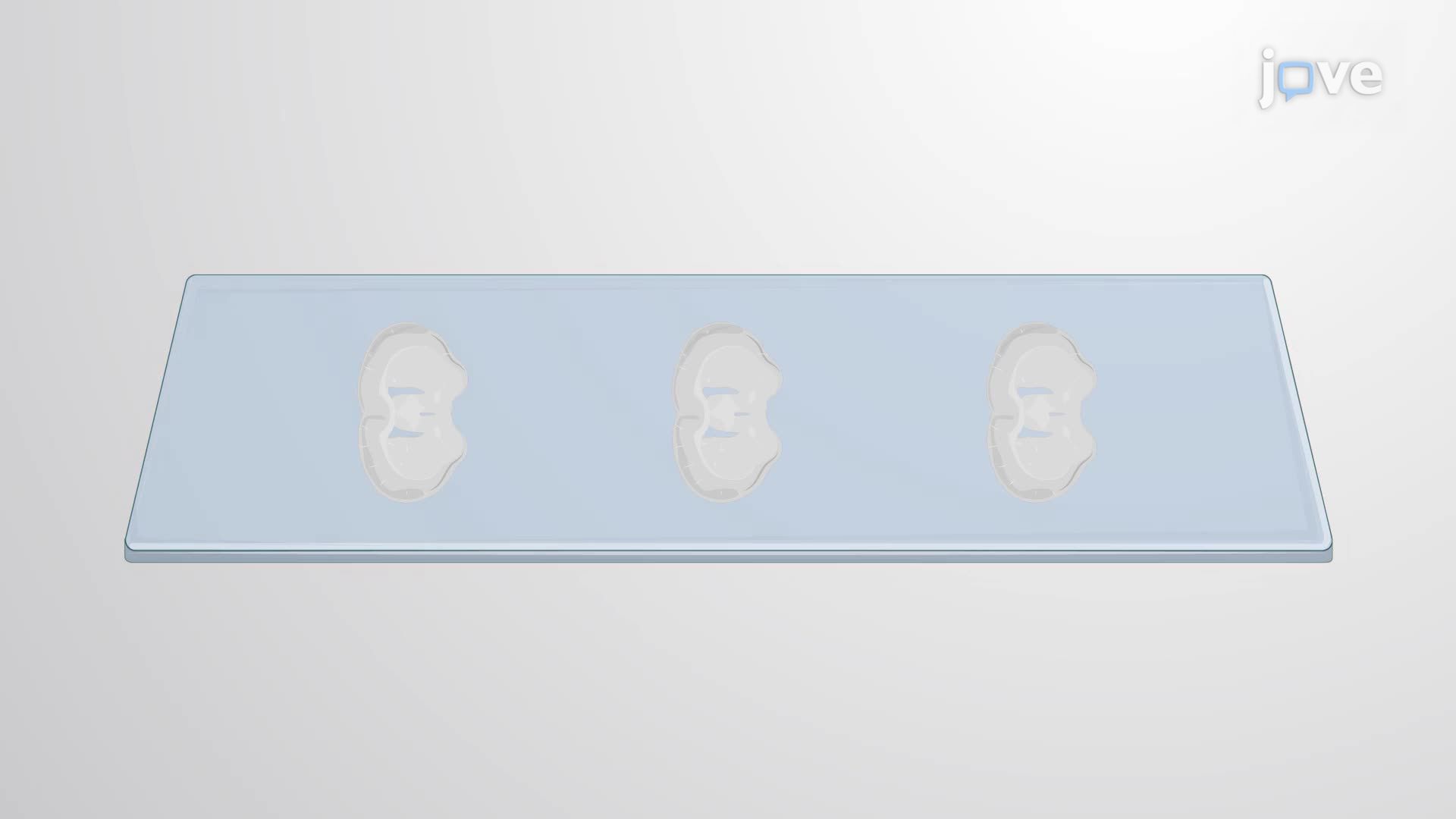 Immunohistochemical Staining of Rat Coronal Tissue Cryosections for Microglia and Neurons
