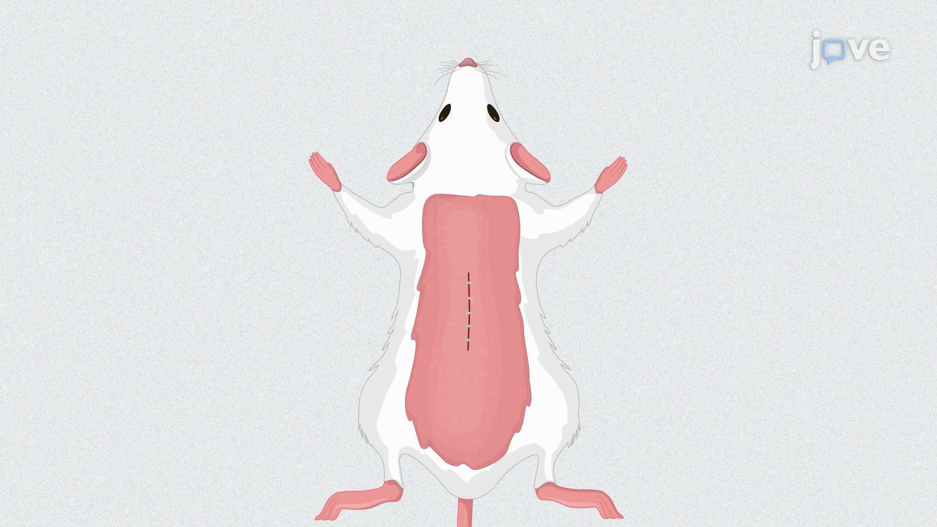 Generating a Mouse Model with a Spinal Cord Injury