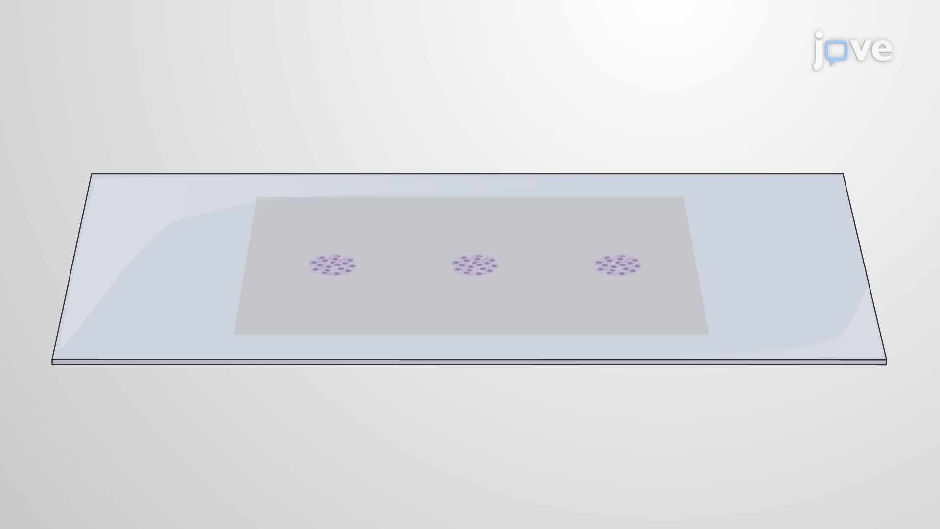 Immunohistochemical Staining of Biomarkers in Brain Tumor Neurosphere Sections