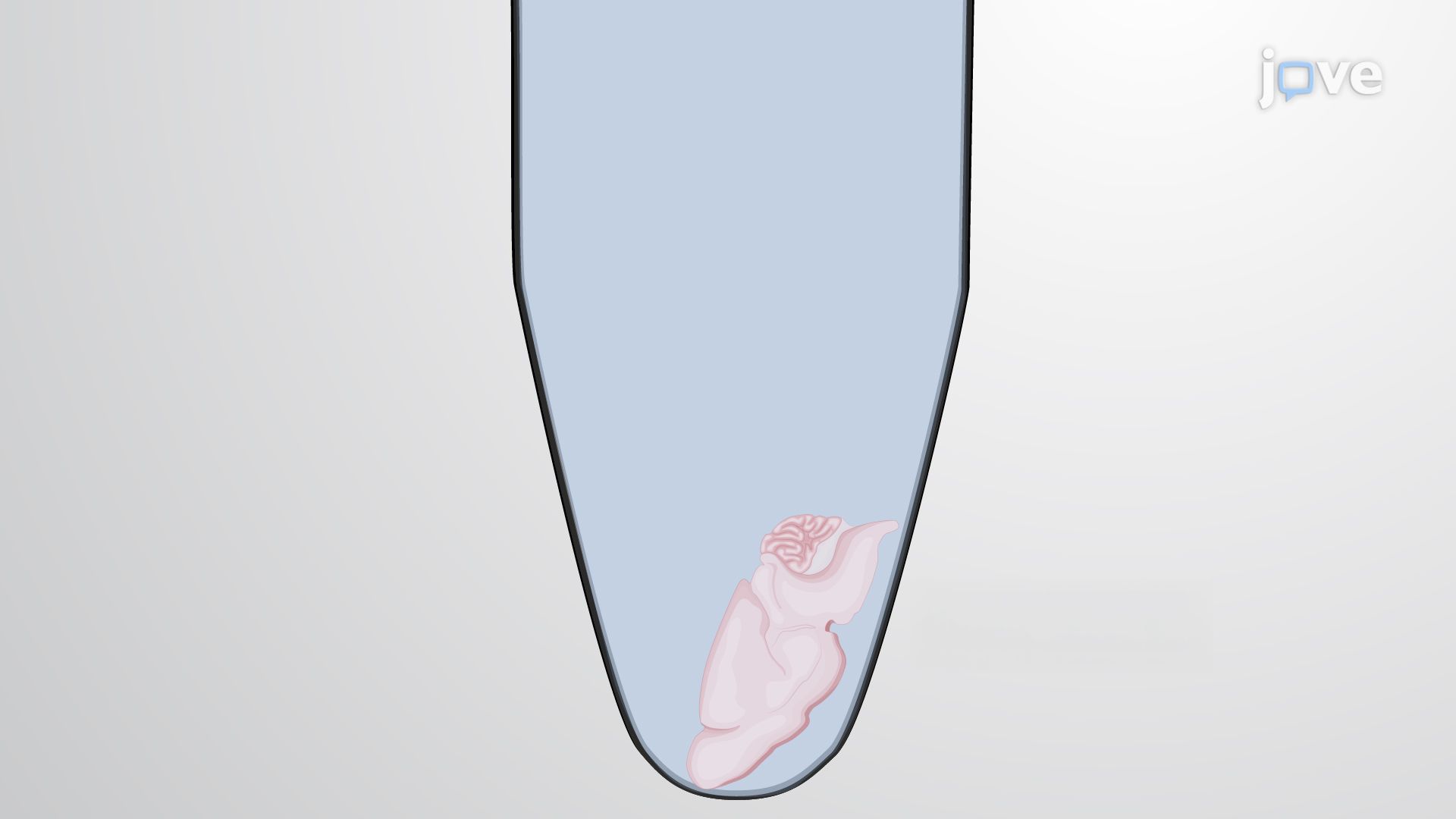 A Hydrophobic Tissue Clearing Method for a Rat Brain Tissue Sample