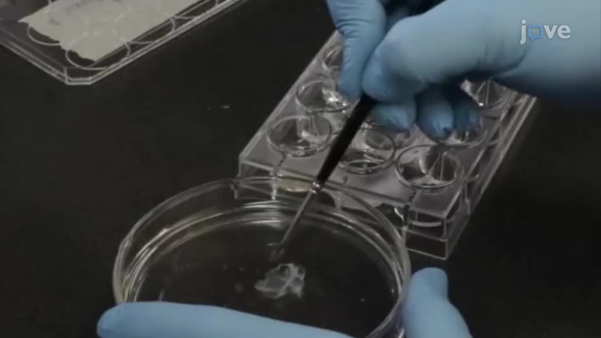 Performing Immunohistochemistry on a Non-Human Primate Brain Tissue