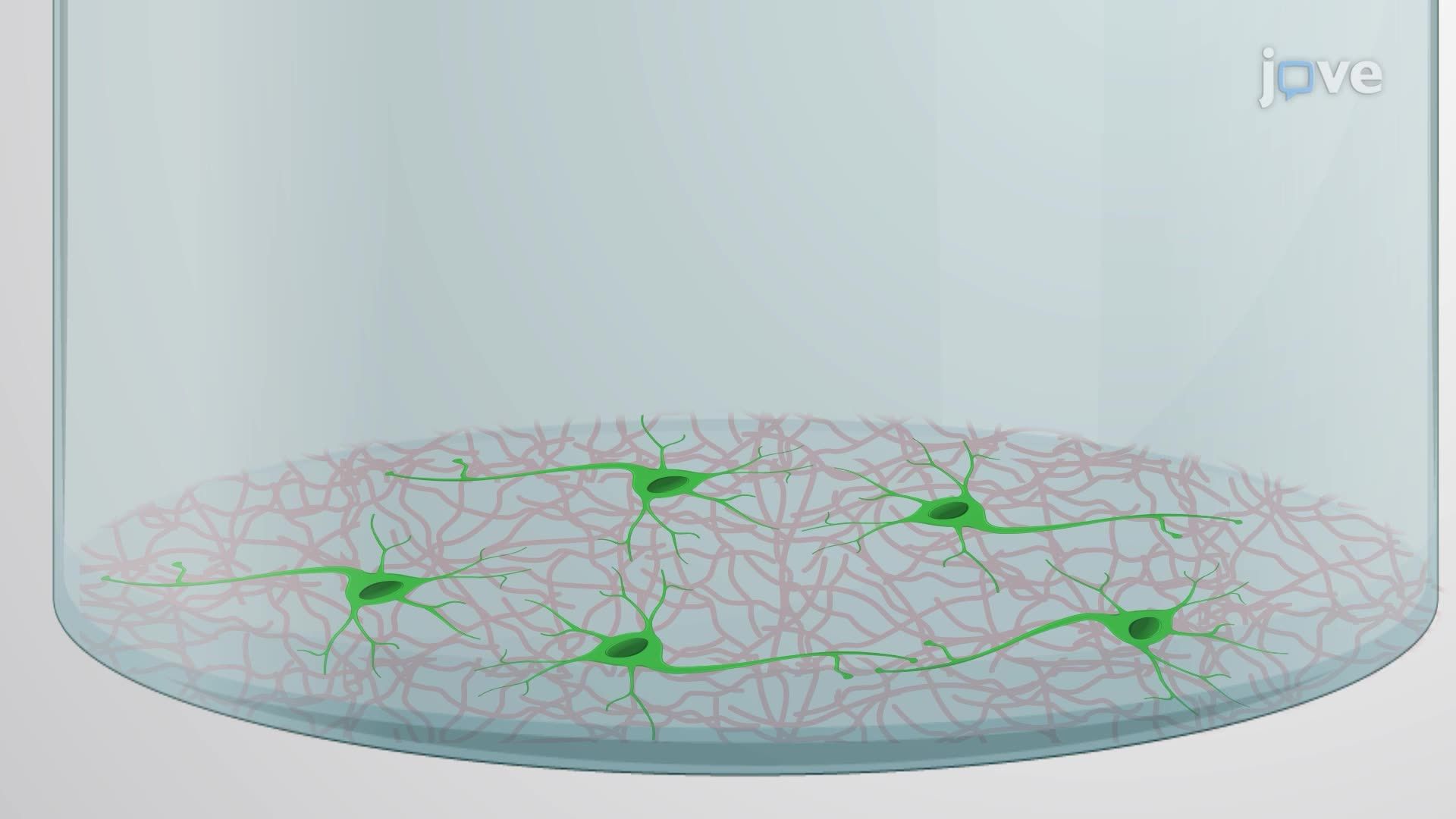 Transmission Electron Microscopic Imaging of Synaptic Vesicle Endocytosis in Mouse Hippocampal Neurons