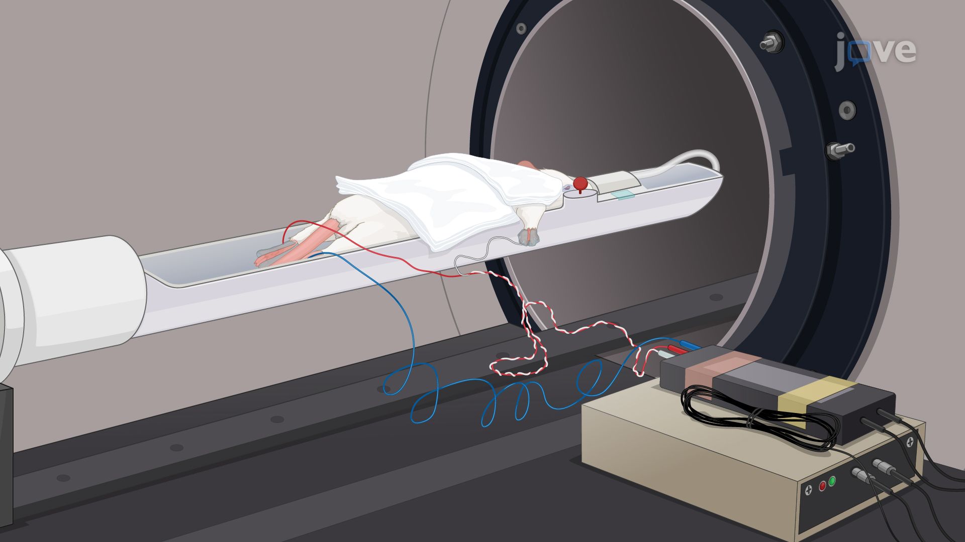 Phase Contrast Magnetic Resonance Imaging to Assess Blood Flow in the Arteries of a Rat