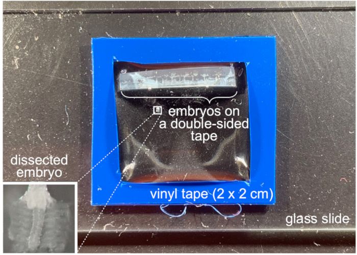 Embryo dissection setup with embryos on tape, glass slide, dissected embryo diagram.