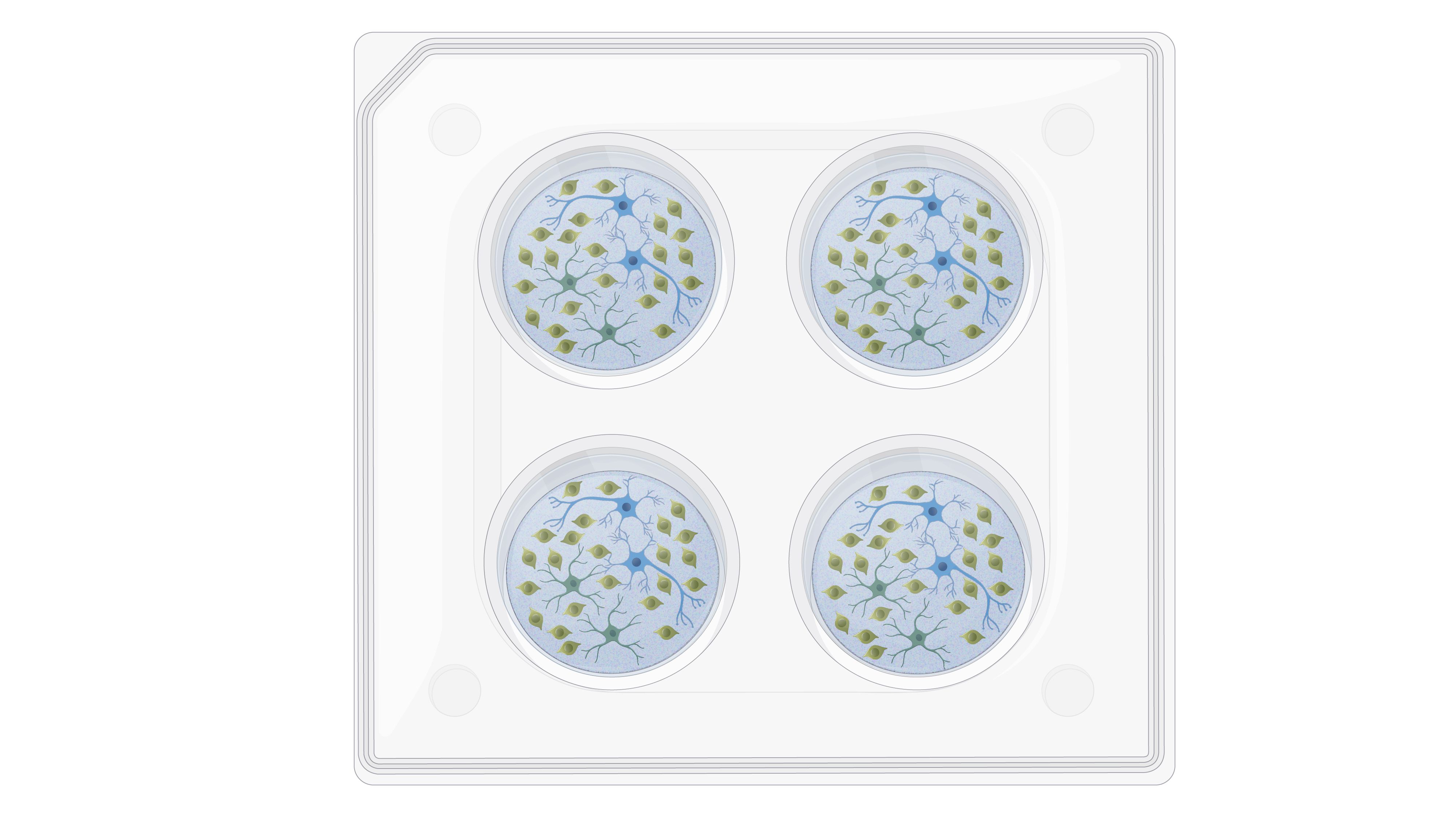 Immunofluorescence Microscopy of Neural Cells Differentiated from Peripheral Blood-Derived Cells