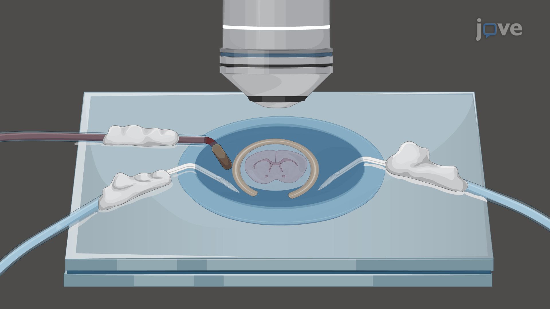 Confocal Imaging of Mitochondrial Movement within Oligodendrocytes in Organotypic Brain Slice Cultures