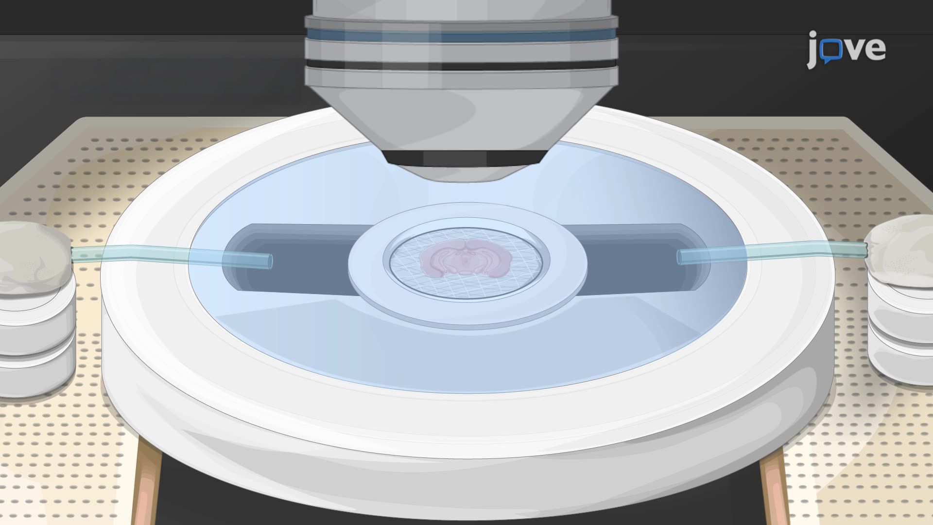 Two-Photon Microscopy for Studying Microglial Process Attraction Toward a Compound in a Mouse Brain Slice