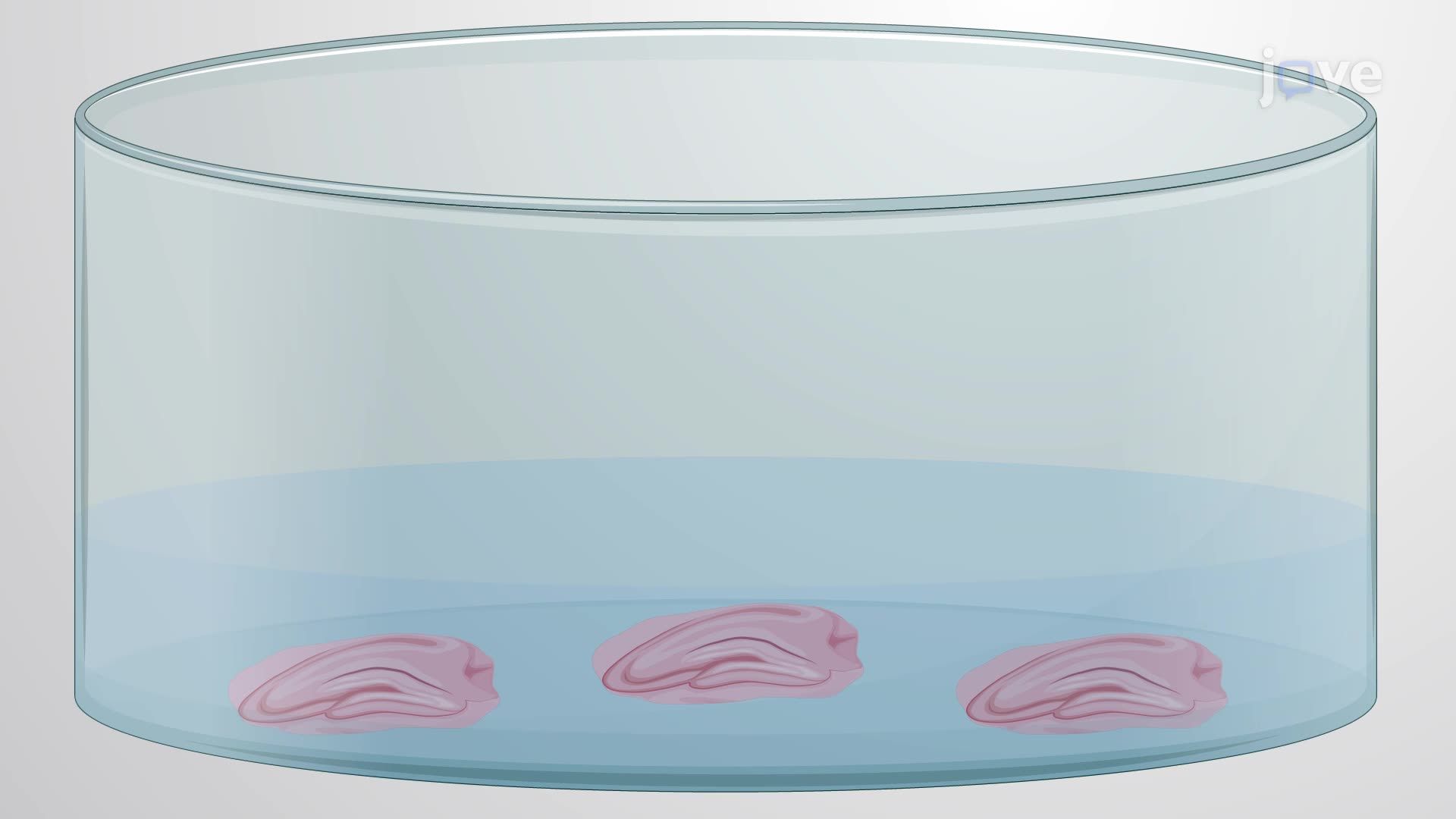 Imaging Hippocampal Neuronal Activation In Mouse Brain Sections