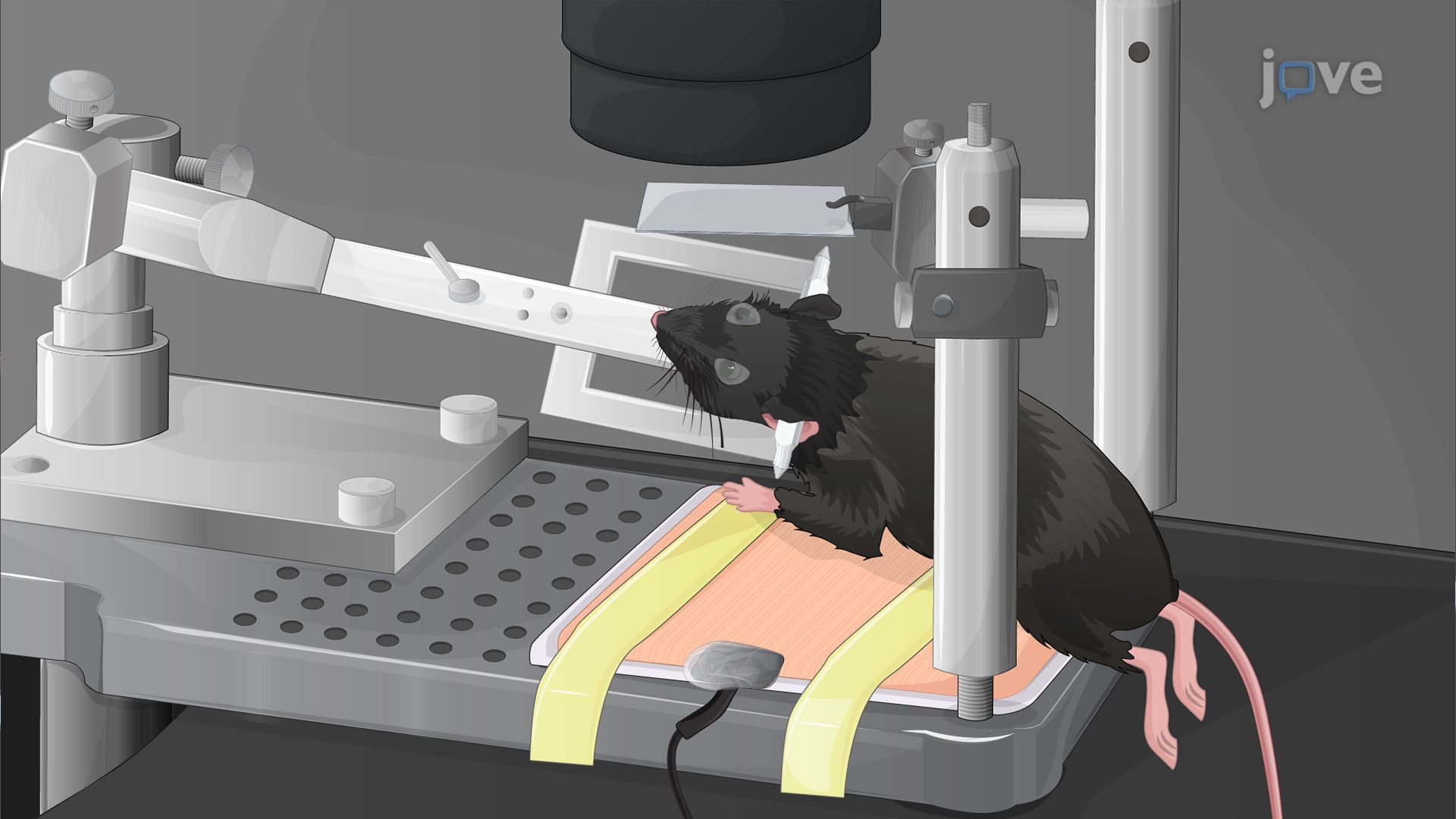 Two-Photon In Vivo Imaging of the Mouse Retina