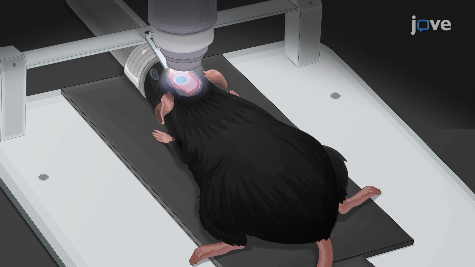 Fluorescence Imaging of Neuro-Immune Dynamics Using a Skull Implant