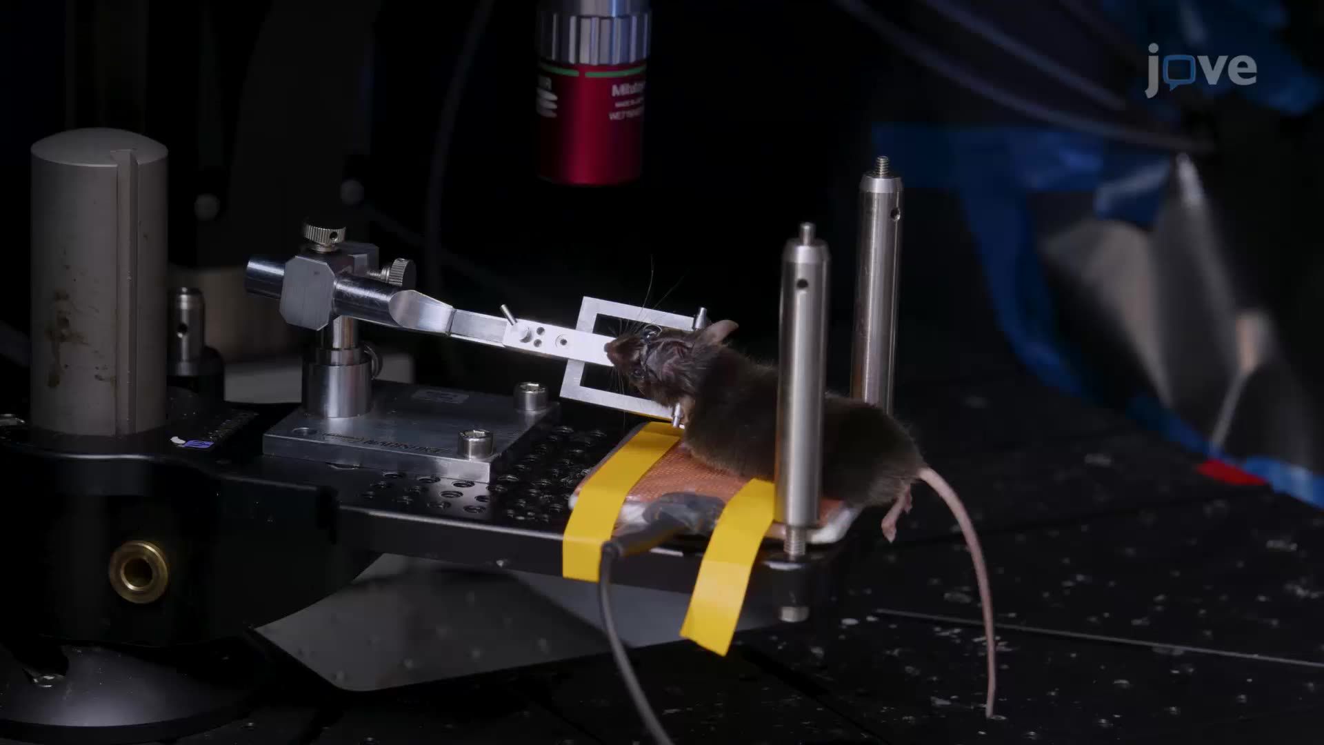 Two-Photon In Vivo Imaging of the Mouse Retina