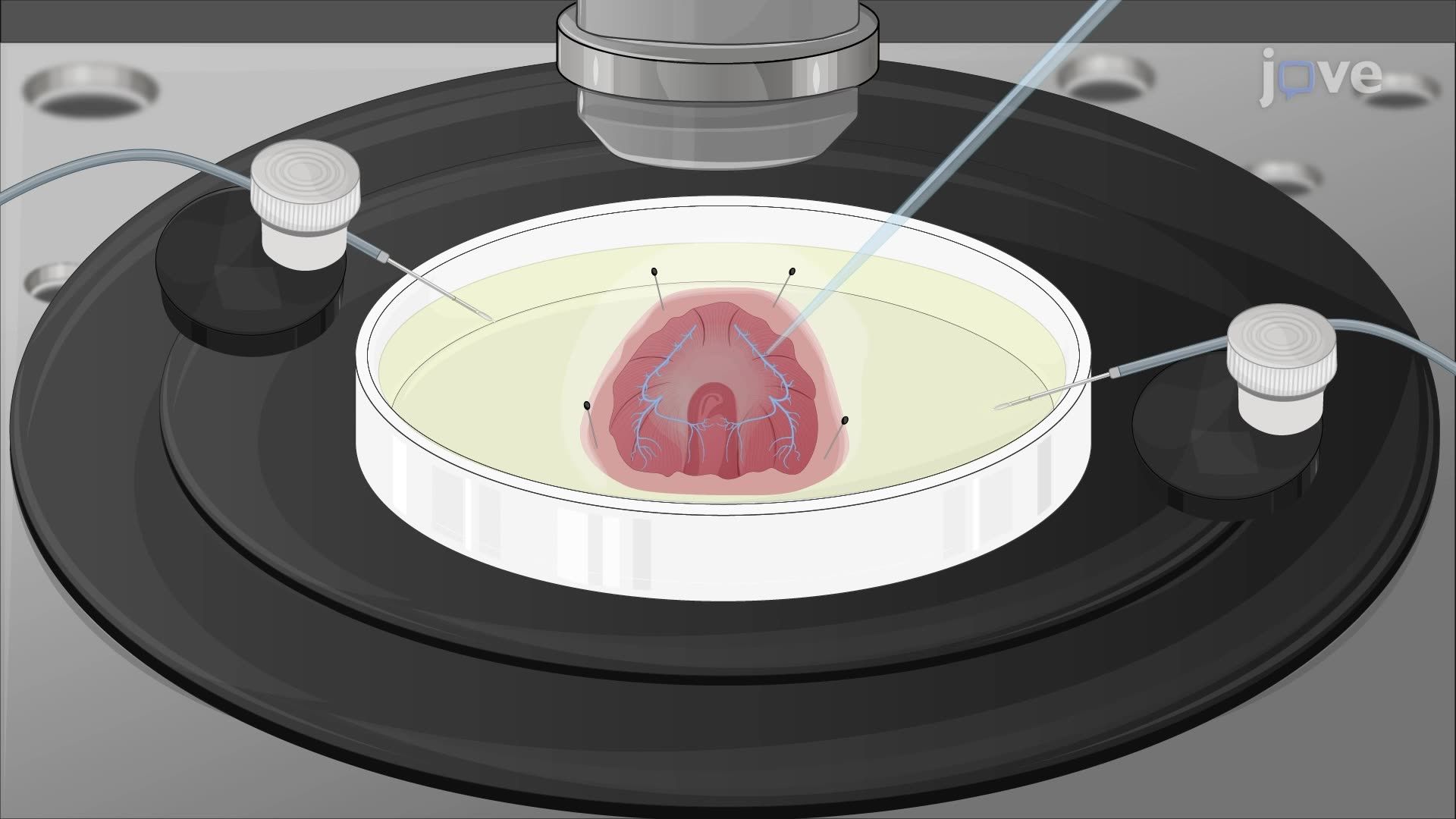 Fluorescence Imaging of Calcium Dynamics at Neuromuscular Junctions in the Diaphragm of a Transgenic Mouse