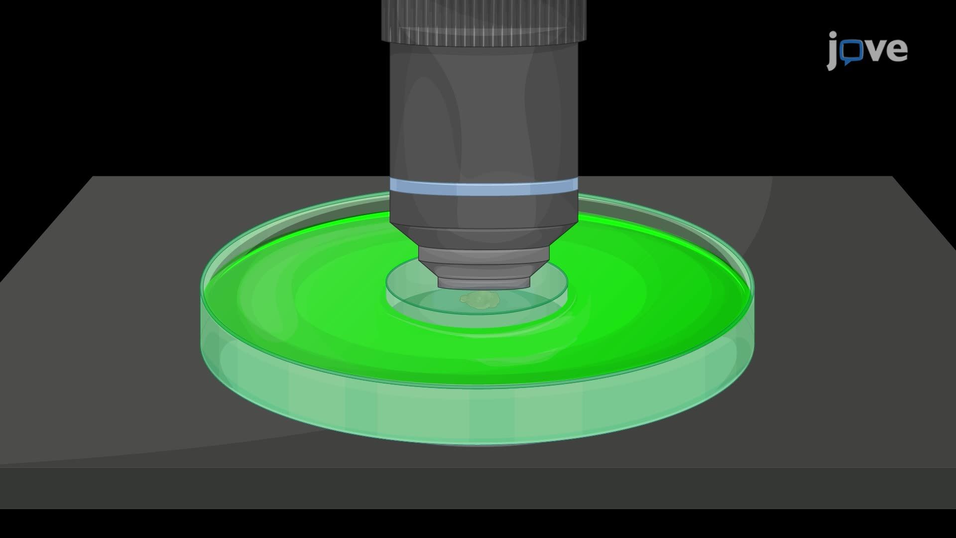 Confocal Microscopy Imaging of Intact Dendritic Arbors and Spine Morphology in a Cleared Mouse Brain
