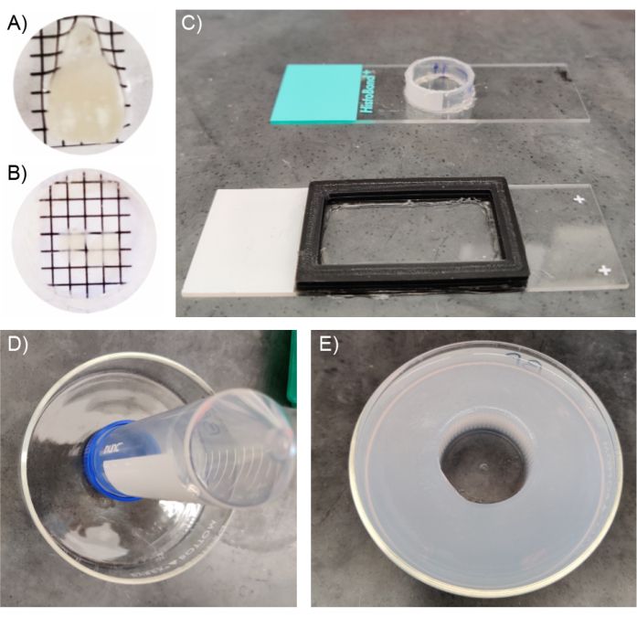 Microbial cultivation diagram; equipment includes petri dish, grid, chamber slide; growth observation.