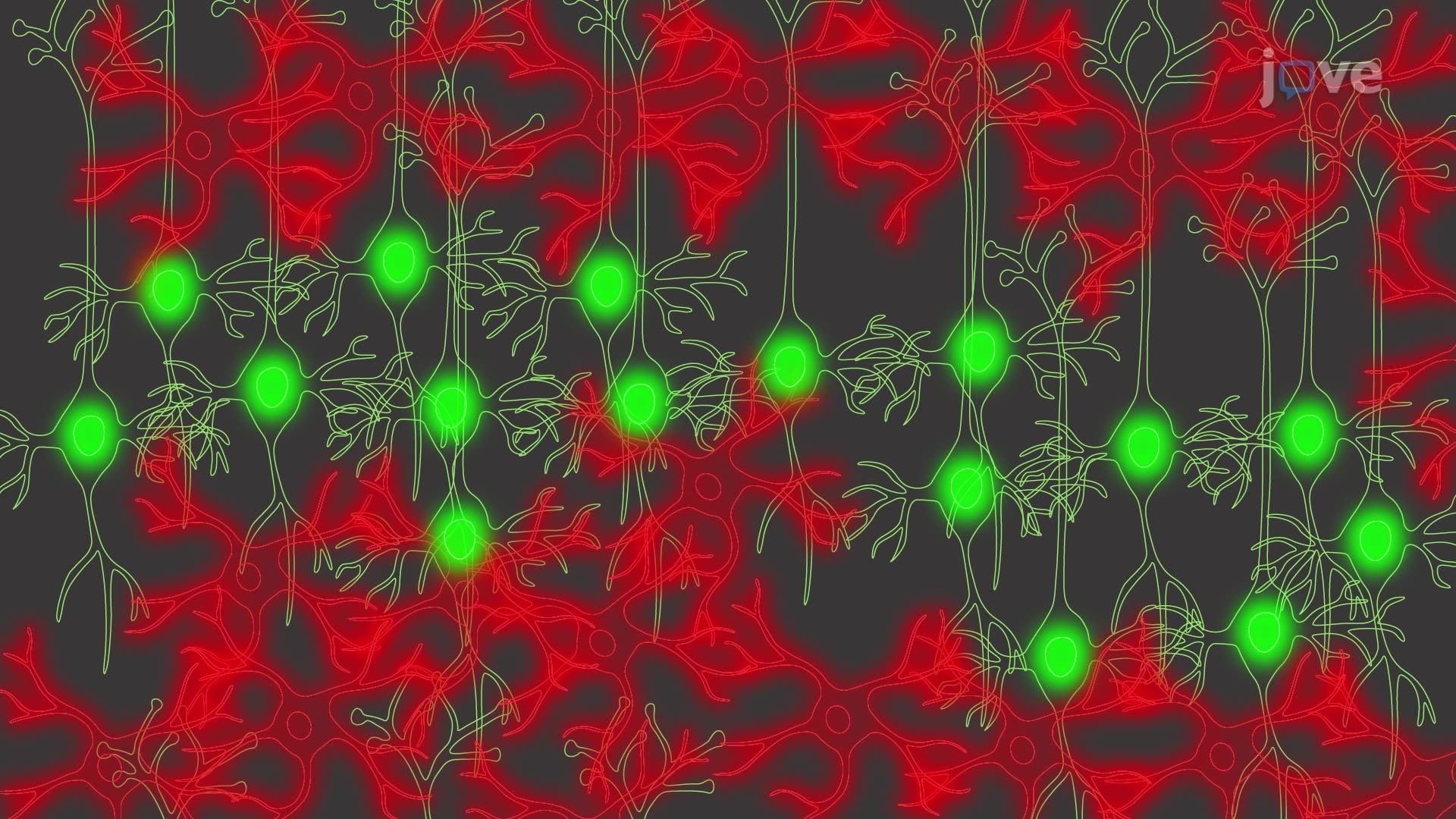Two-Photon Microscopy of Astrocytes and Excitatory Neurons in a Cleared Mouse Hippocampal Tissue