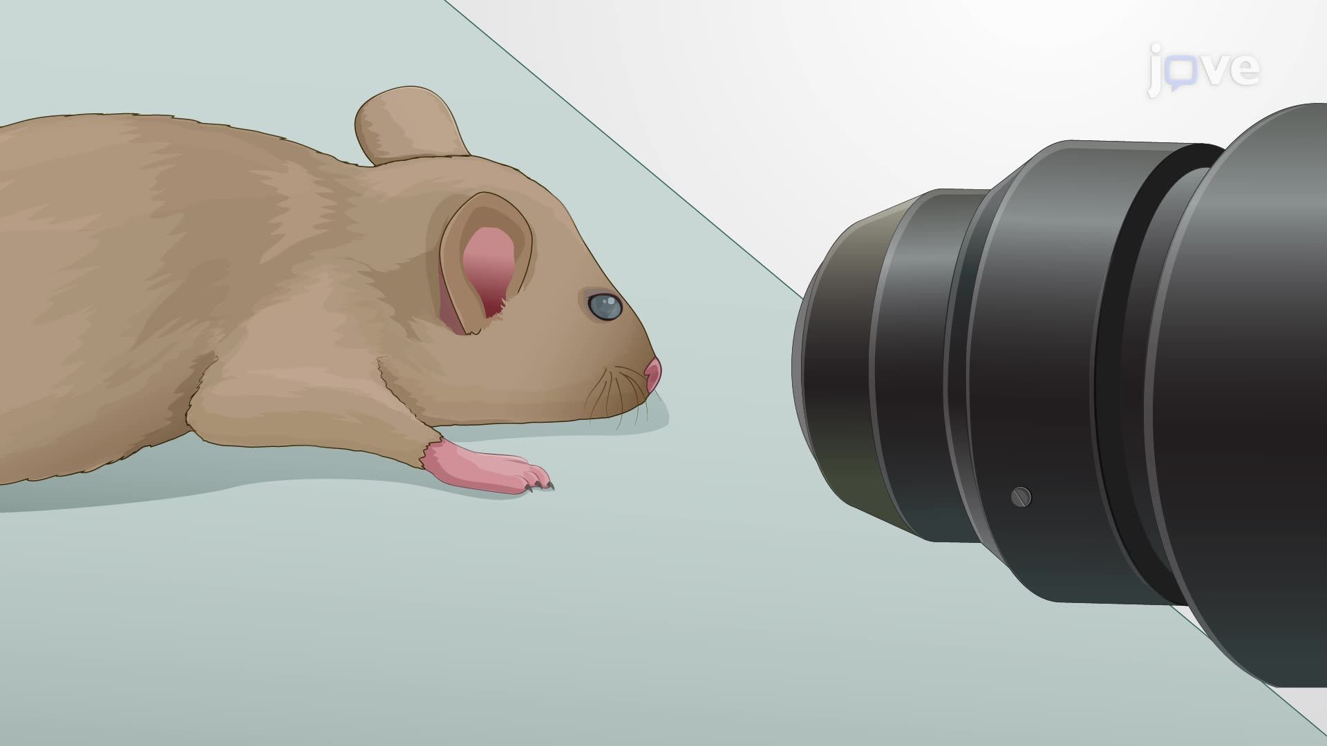 In Vivo Imaging of Retinal Microglia in a Mouse Model of Glaucoma