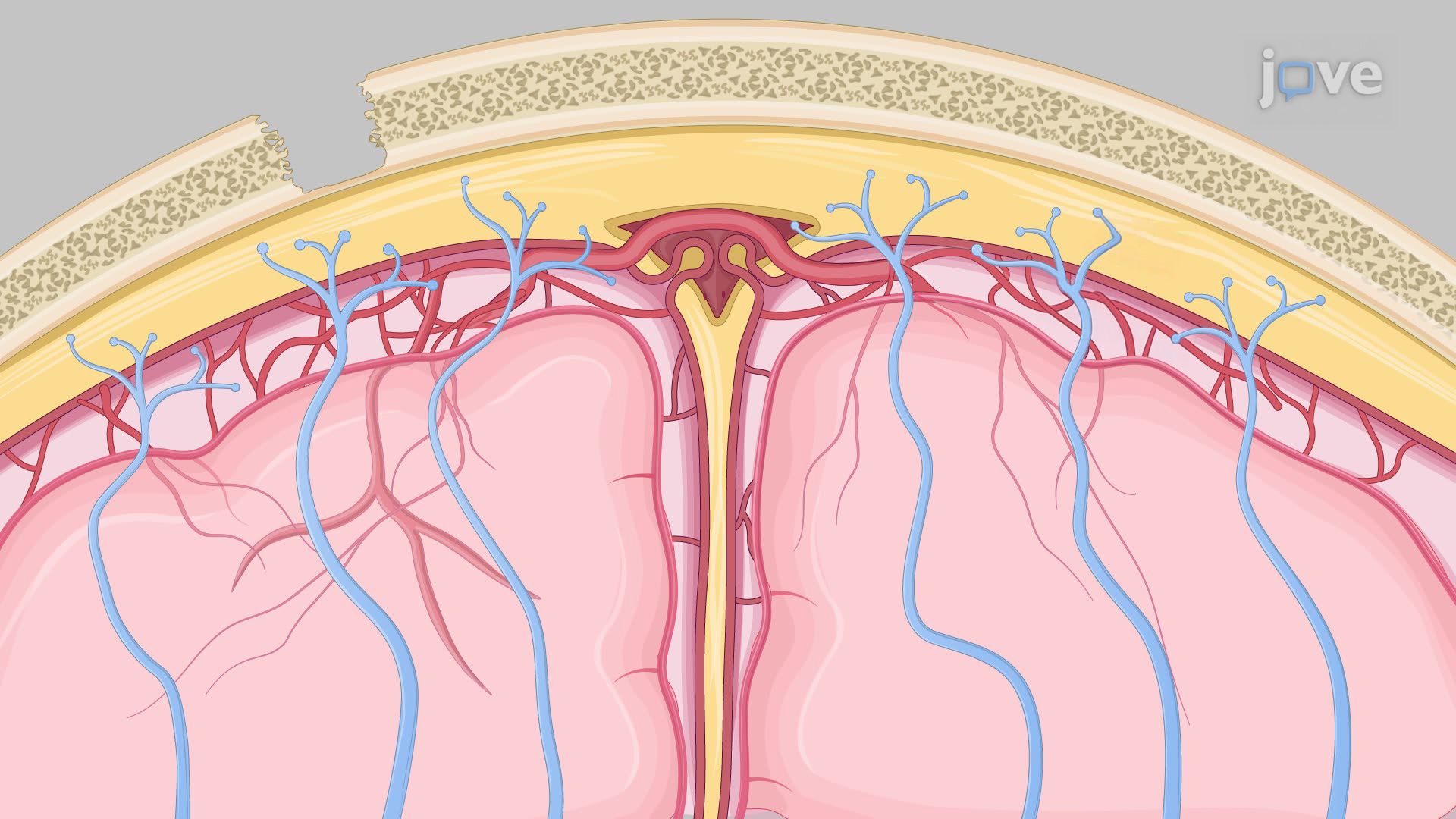 Investigating the Origins of Sensory Neurons in the Dura Mater Using Fluorescence Microscopy