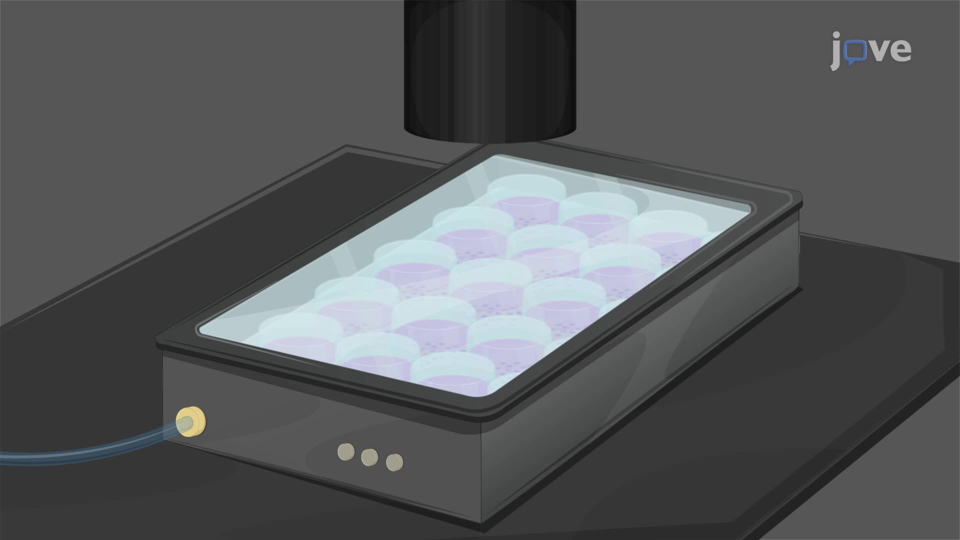 Live Imaging and Single-Cell Tracking to Monitor Neural Lineage in Adult Neural Stem Cells