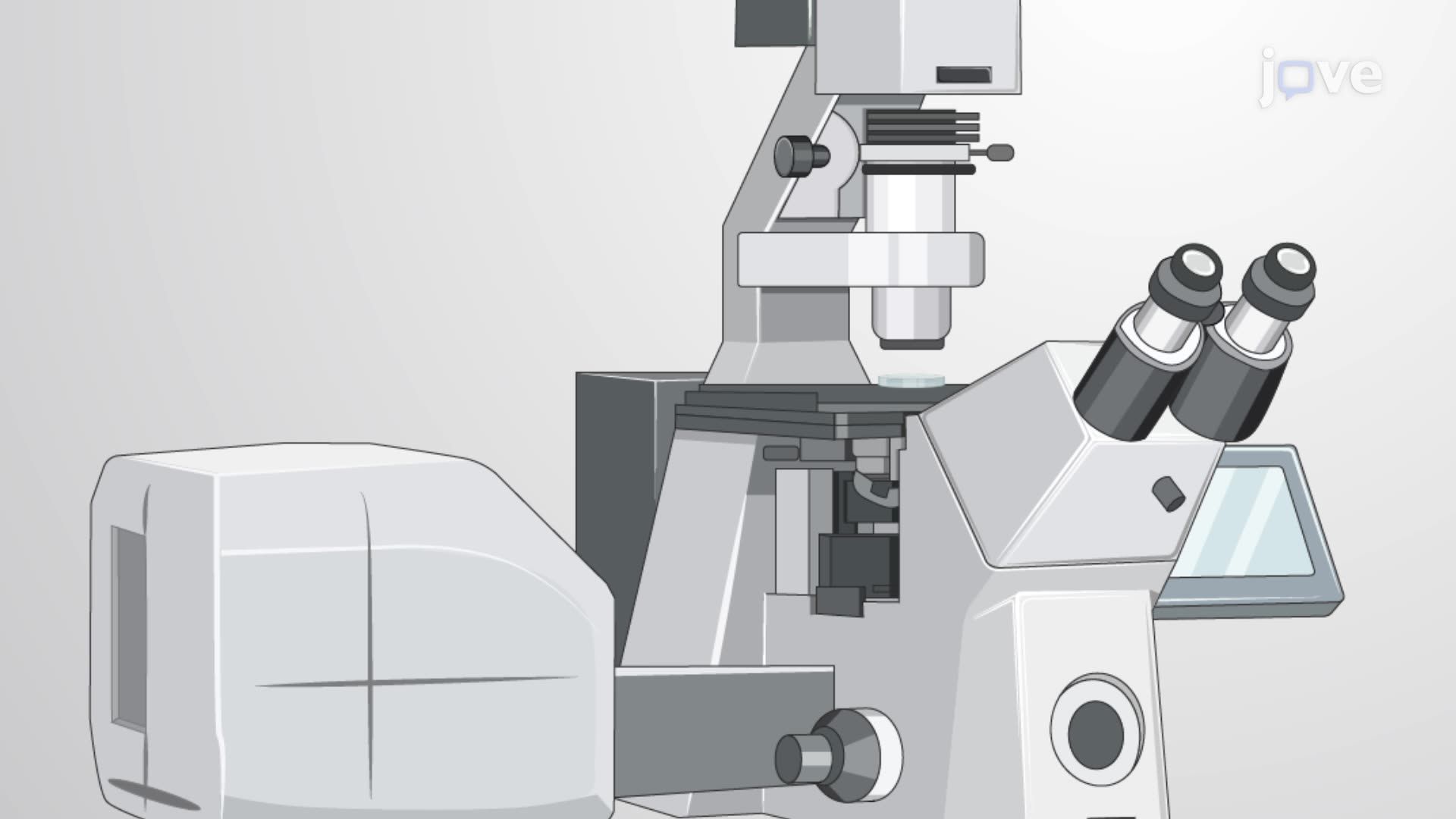 Monitoring Recovery of Laser-Ablated Interneuromast Cells in Zebrafish Using Confocal Microscopy