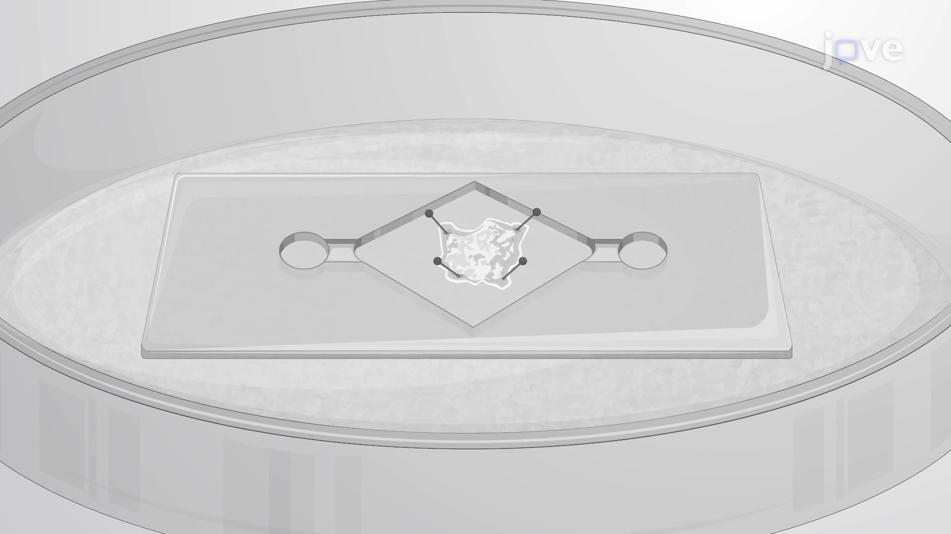 Bir Fare Kolonik Myenterik Pleksusunda Enterik Nöron ve Glia Aktivitelerinin Kalsiyum Görüntülemesi