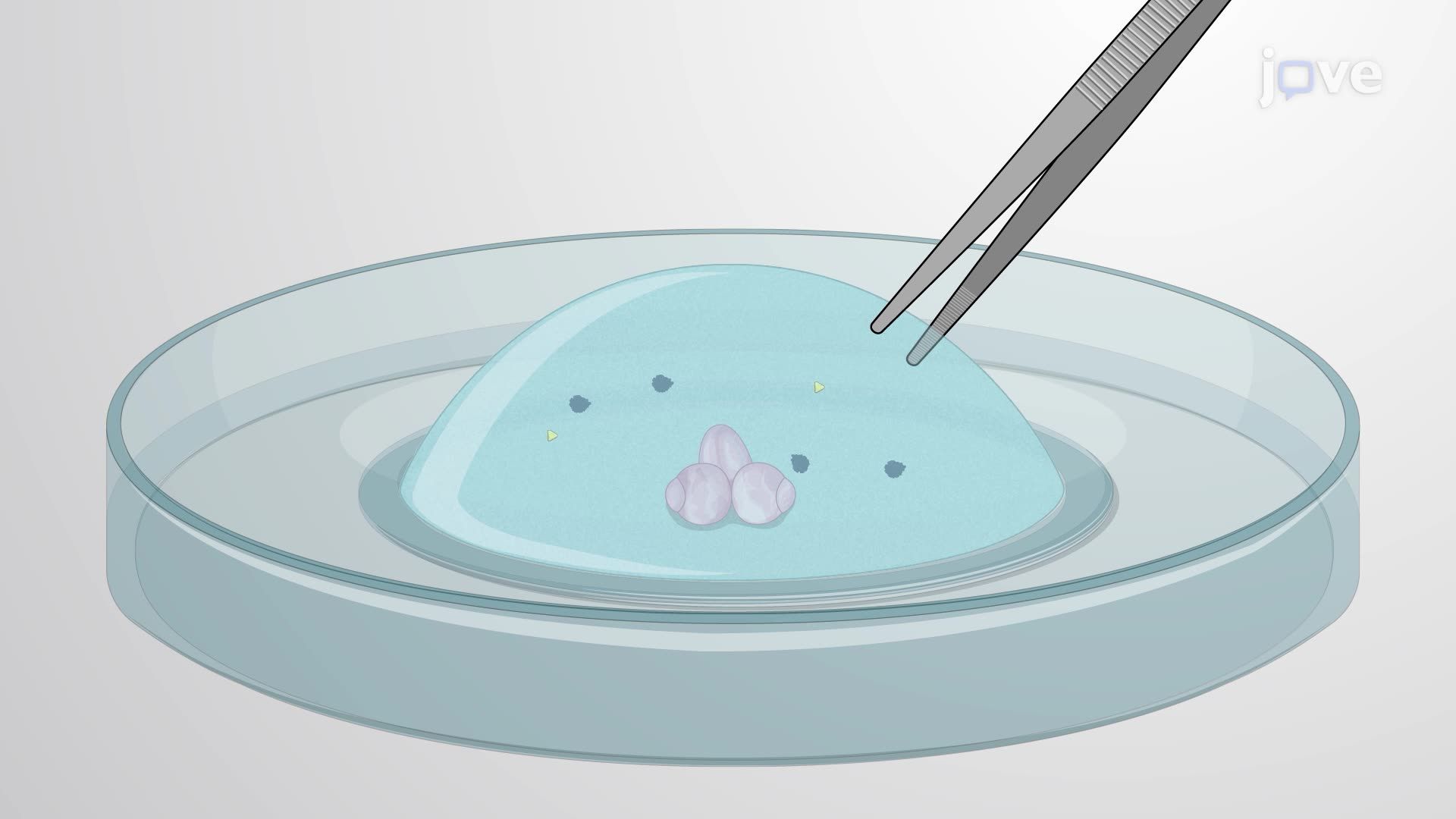 Embedding Drosophila Brain in a Matrix for Time-Lapse Imaging of the Circadian Clock Neurons