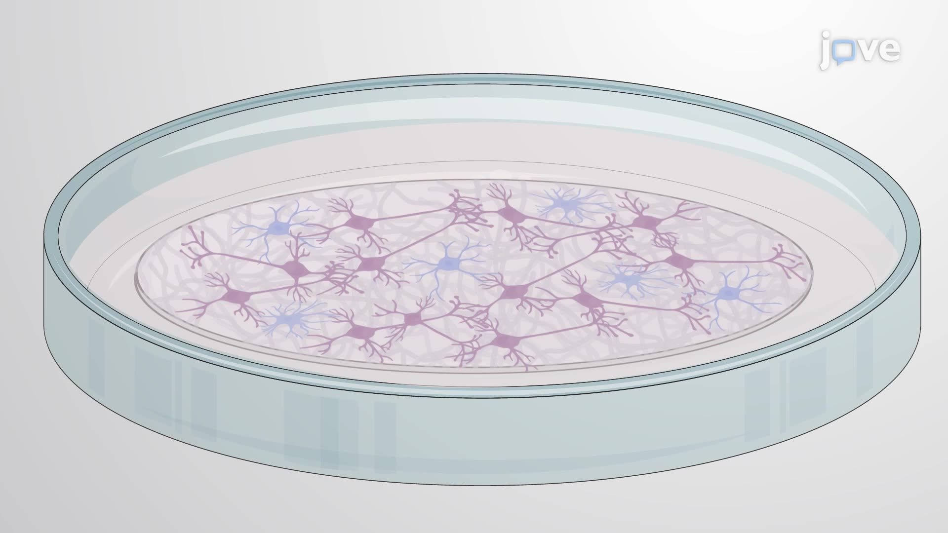 Visualization of Calcium Influx in Ventral Midbrain Neurons Derived from Mouse Embryos