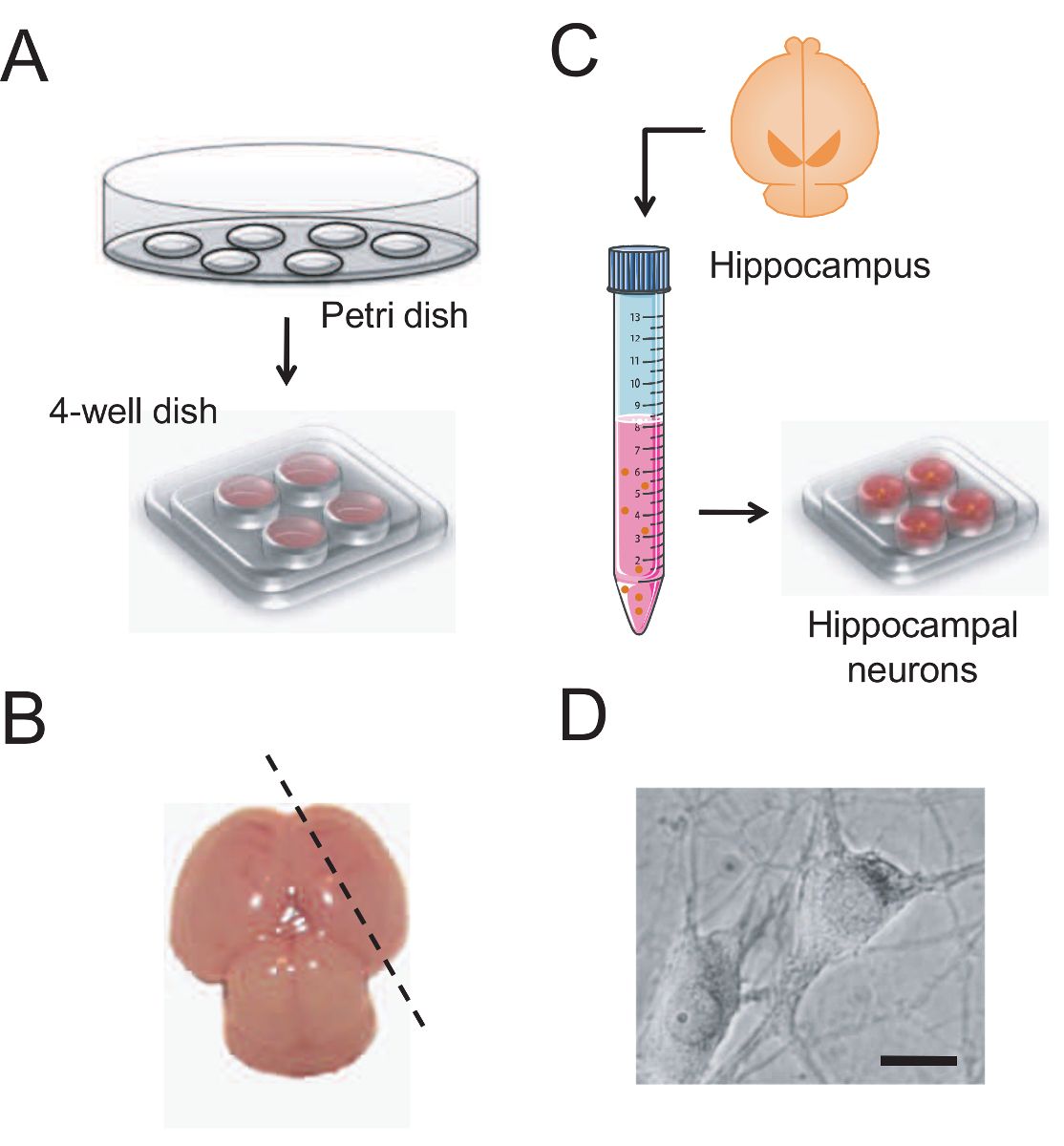 Hippocampal neuron culture process with Petri dishes, hippocampus diagram, and microscopic neuron view.