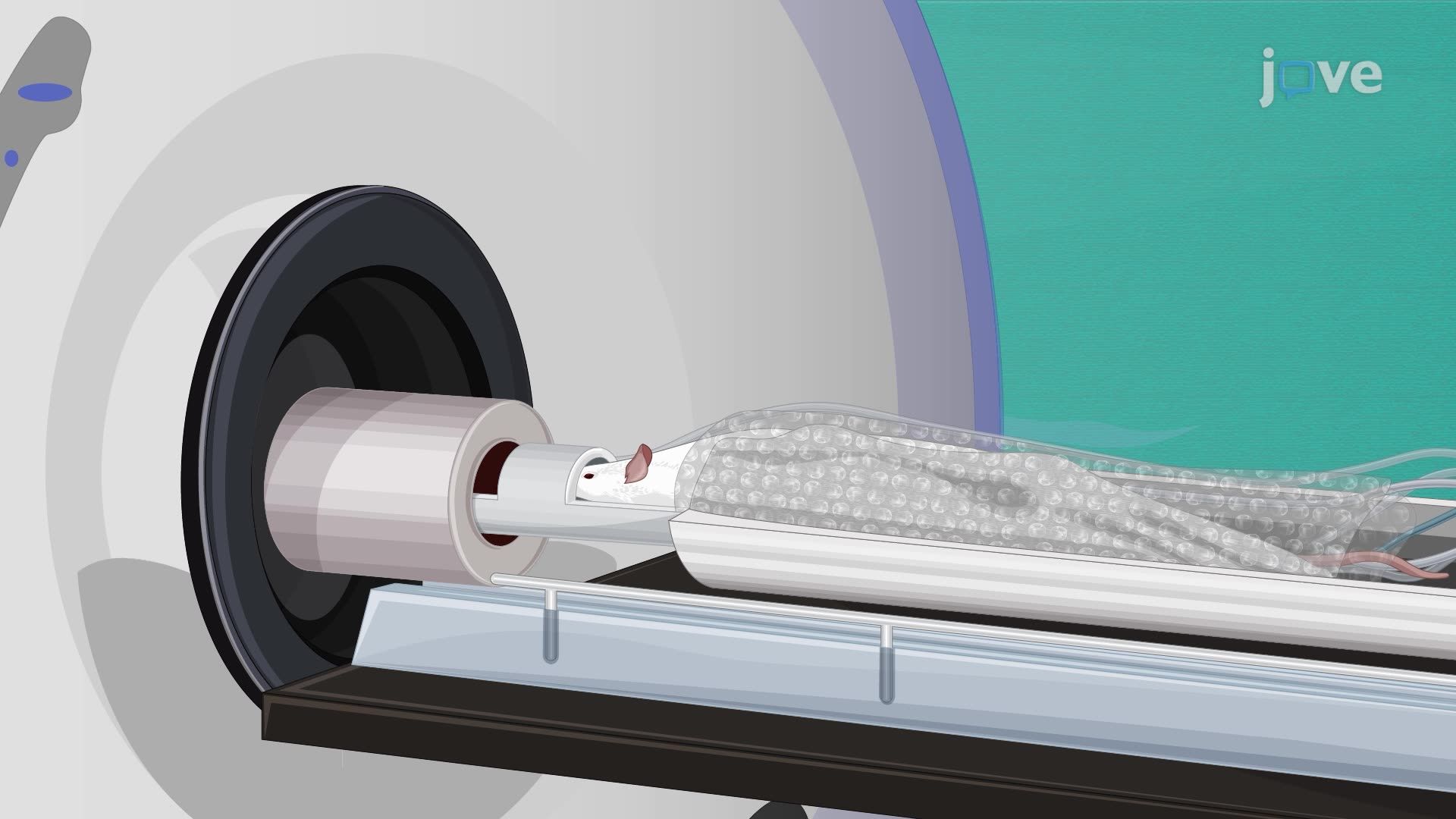 Diffusion-Weighted Imaging of the Rat Hippocampus with Mild Traumatic Brain Injury