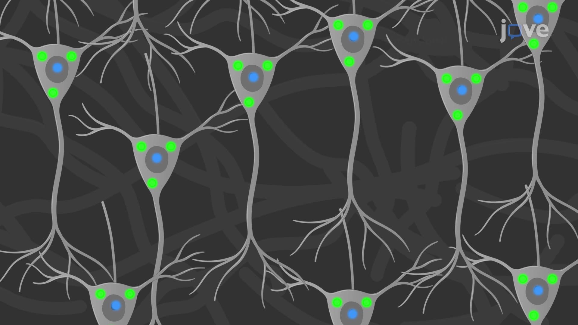 Three-Dimensional Visualization of a Rabies Virus Infection in Mouse Brain Tissue