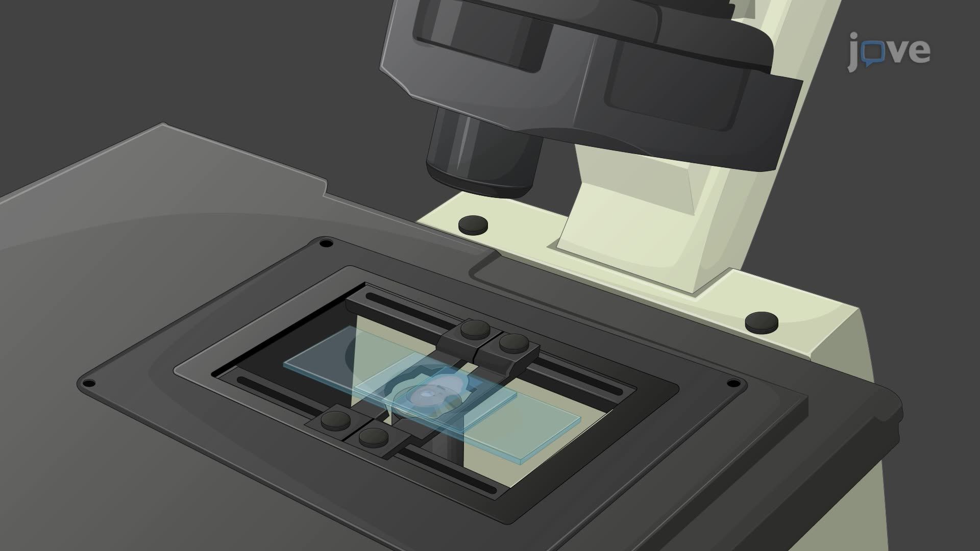 Using Spectral Reflectometry to Determine Myelinated Axon Diameters in a Fixed Mouse Brain Slice