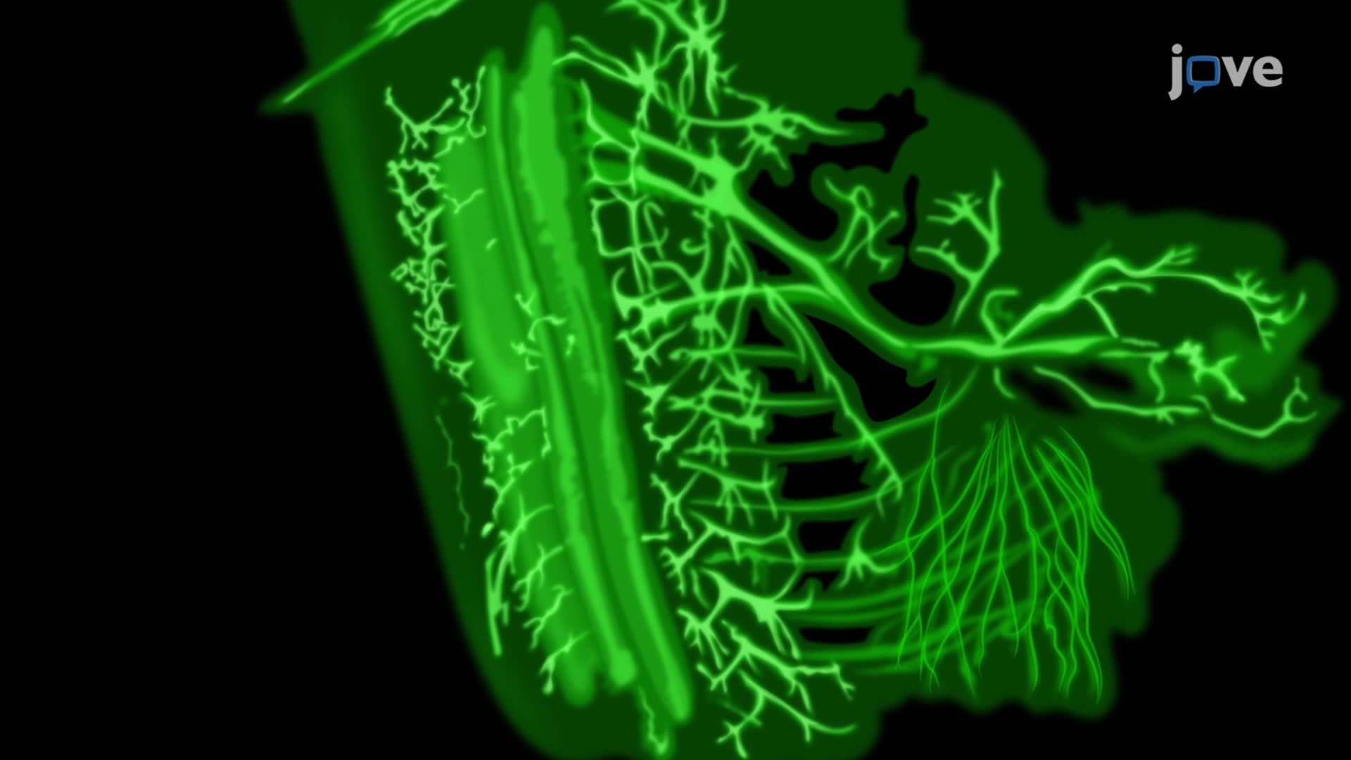 Visualizing Motor Neuron Projections and Axon Branching Using Light Sheet Fluorescence Microscopy