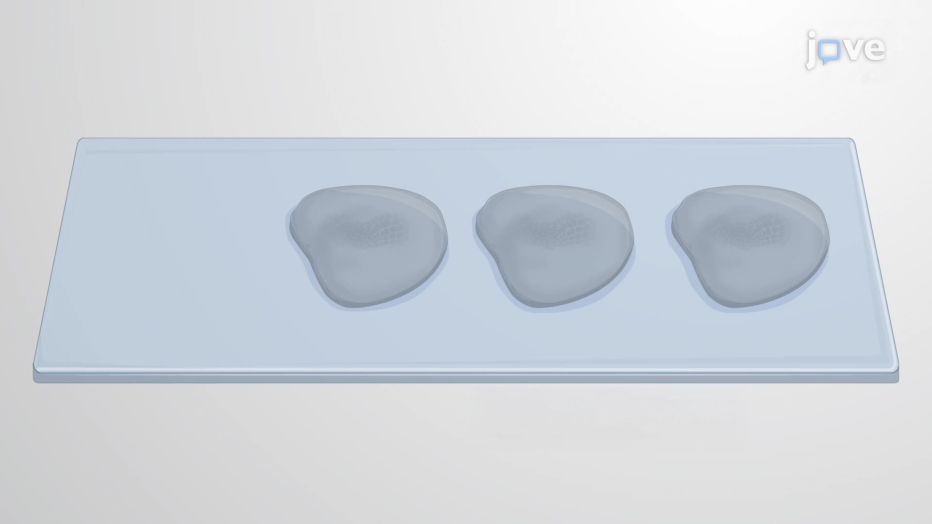 Histochemical Imaging of Cortical Modules in Flattened Brain Sections