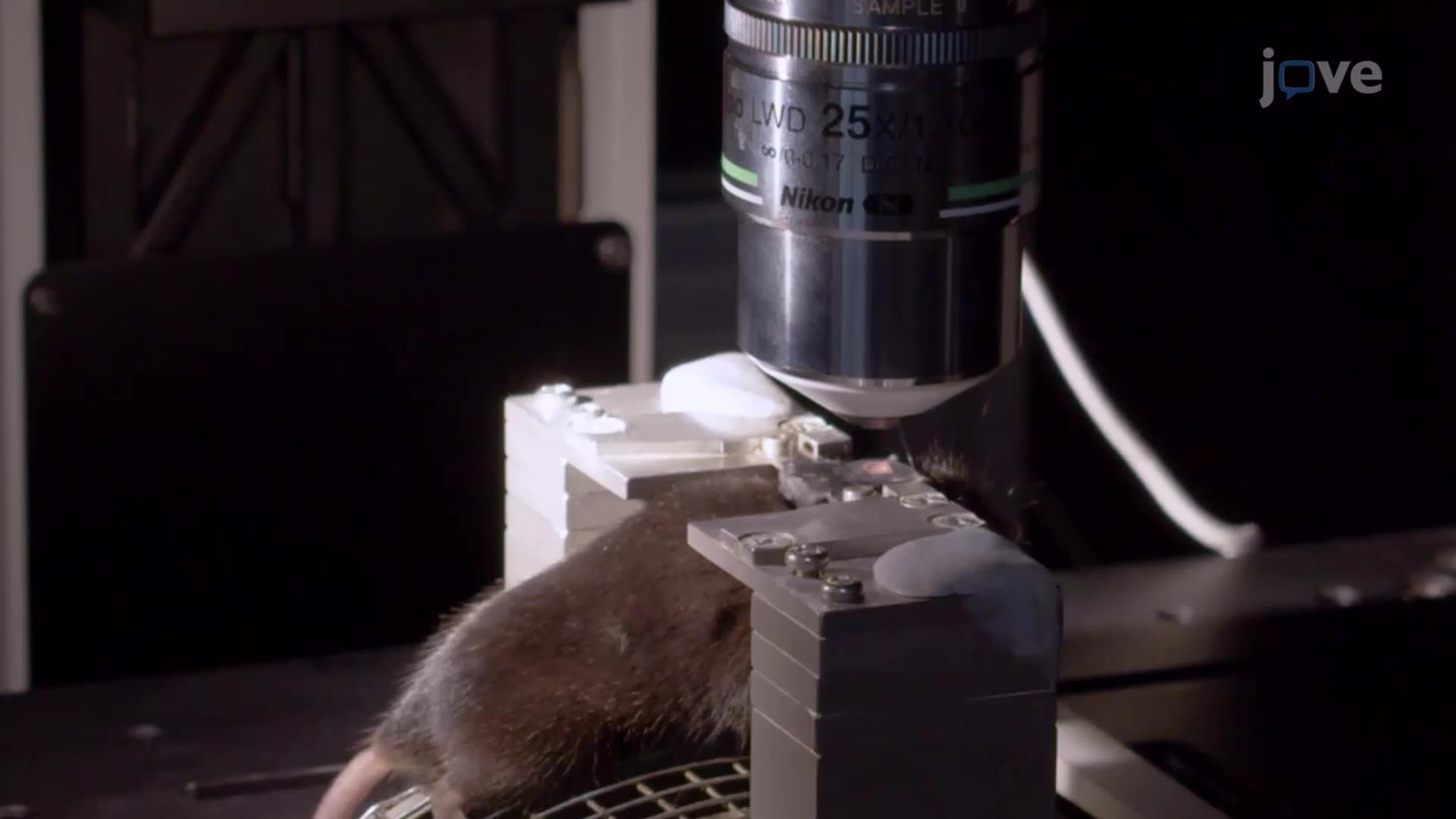 Simultaneous Imaging of Microglial Dynamics and Neuronal Activity in an Awake Mouse