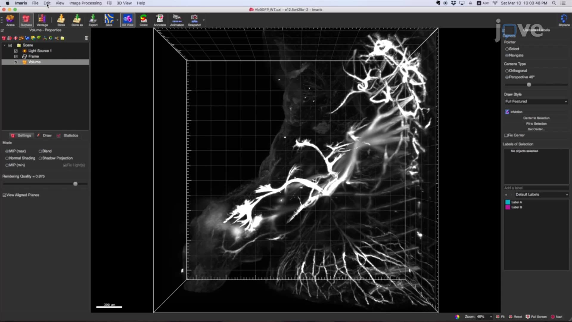 Visualizing Motor Neuron Projections and Axon Branching Using Light Sheet Fluorescence Microscopy
