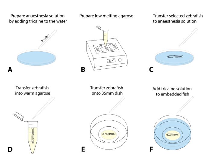 Zebrafish anesthesia preparation, agarose embedding, procedural diagram, step-by-step experiment.
