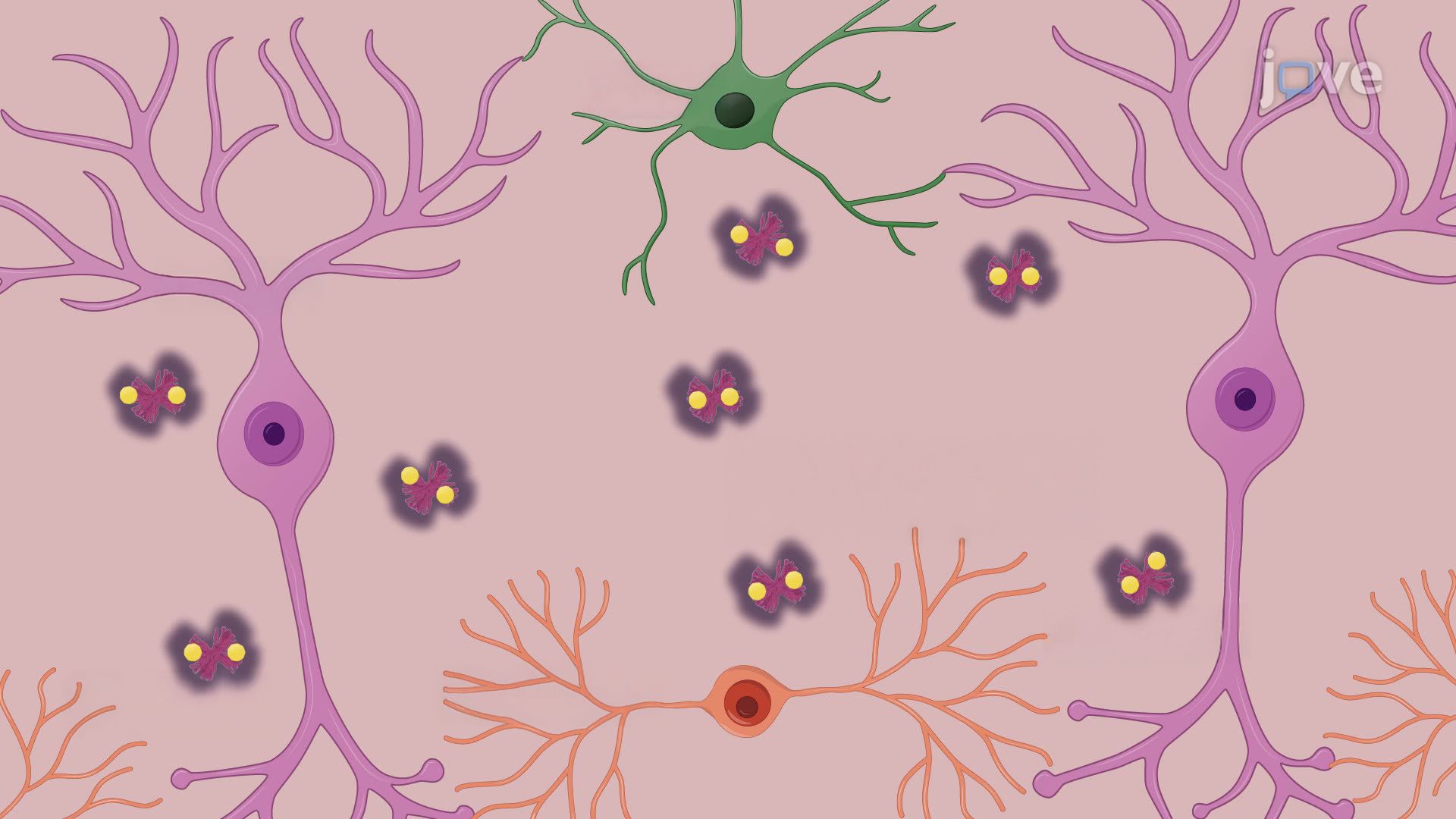 Visualization and Mapping of Methoxy-X04-Labeled Amyloid Plaques in an Alzheimer’s Disease Mouse Brain Section