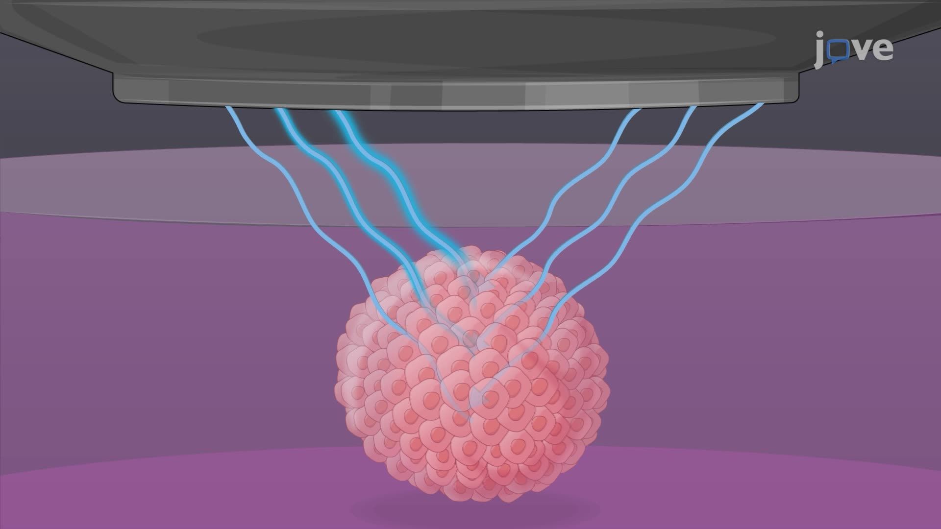 Morphological and Physiological Monitoring of Tumor Spheroids Using Optical Coherence Tomography