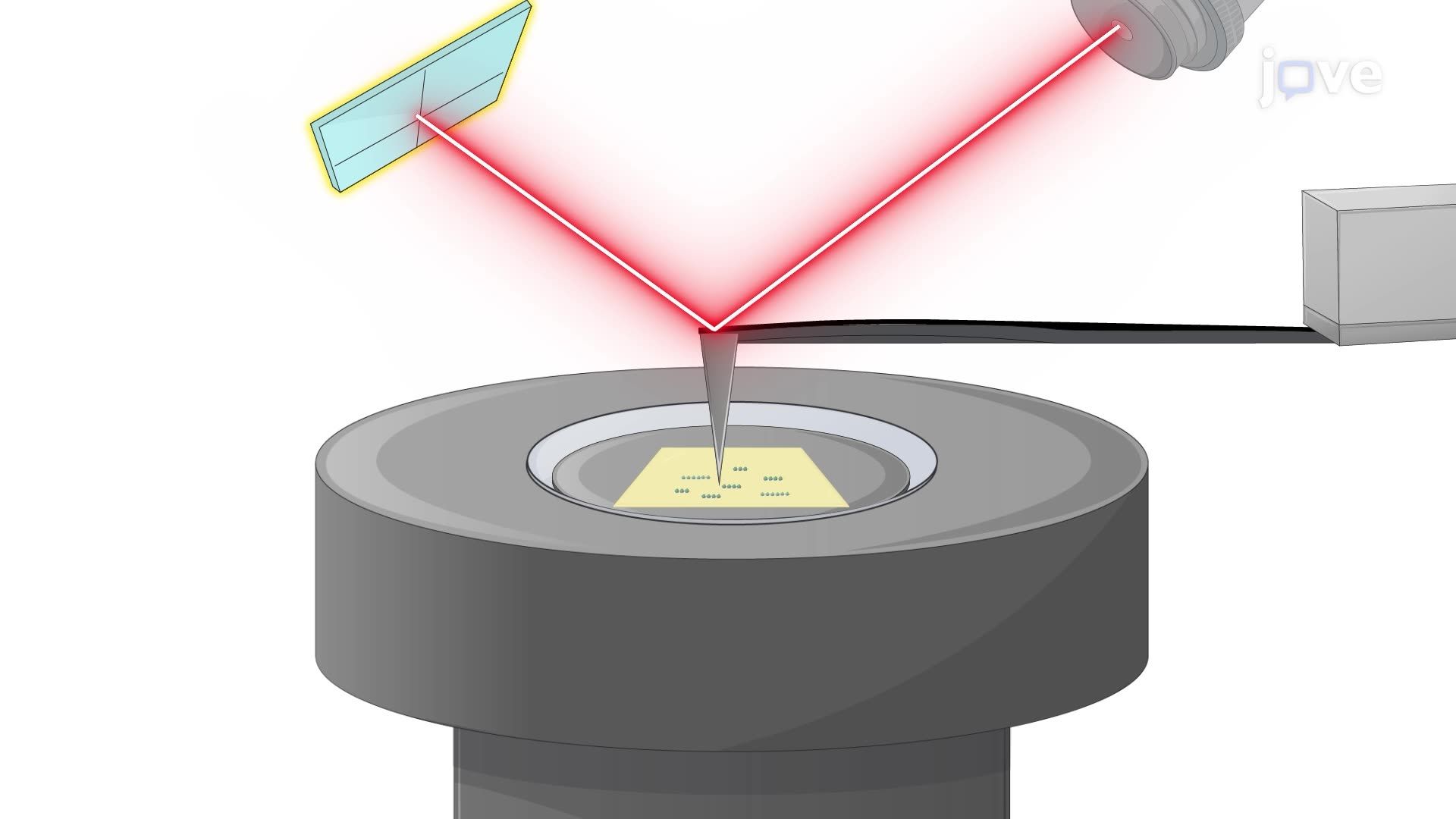 Imaging Polysomes Isolated from a Mouse Brain Using Atomic Force Microscopy