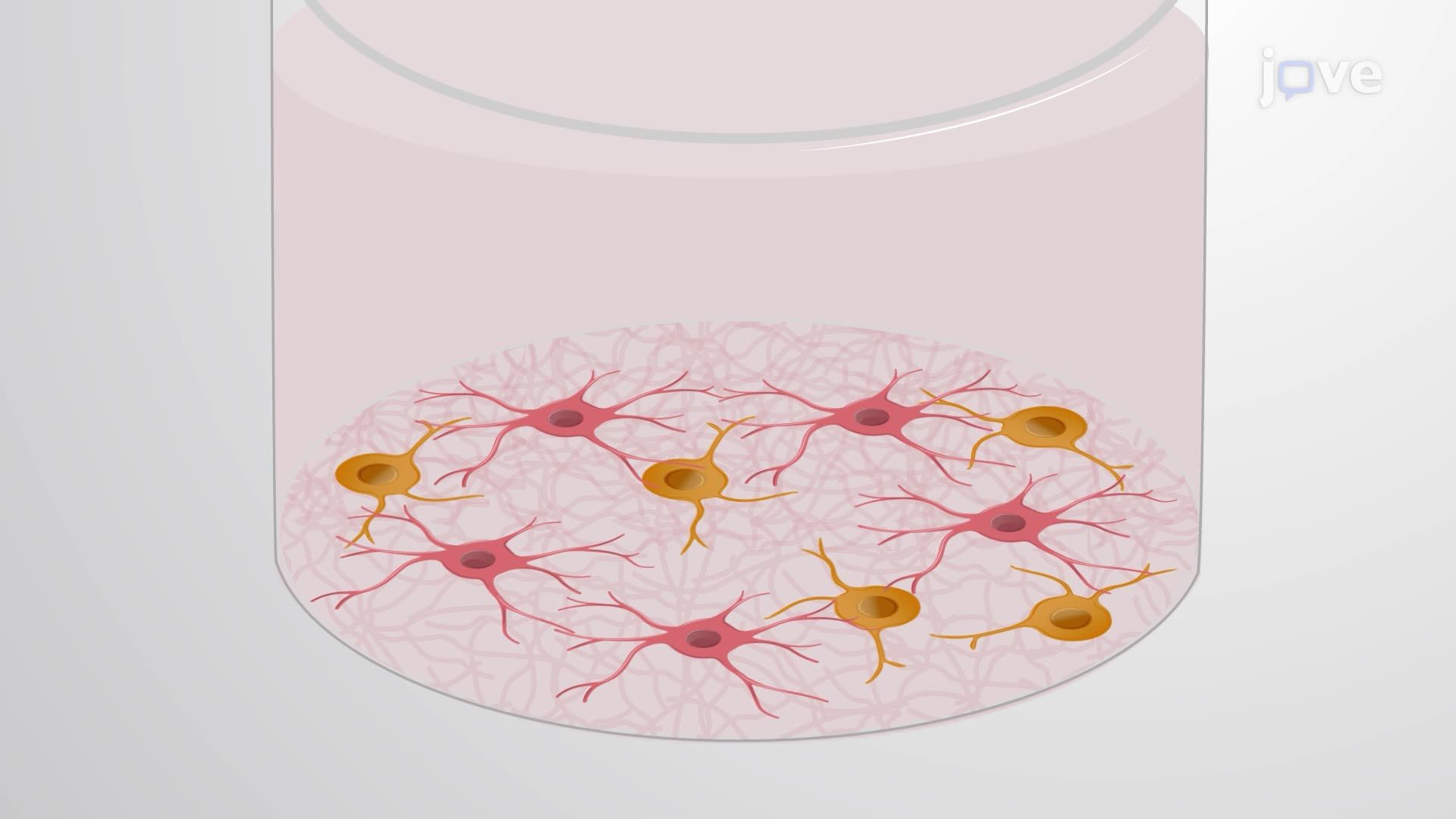 Dual Fluorescence Imaging to Identify Differentiated Oligodendrocytes