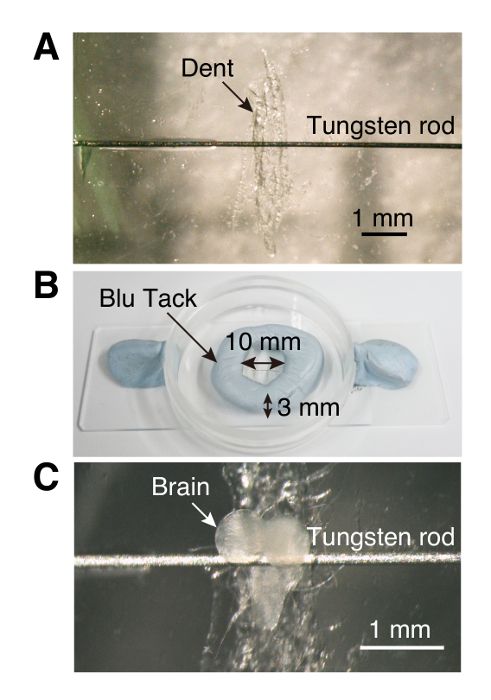 Tungsten rod-brain interaction setup; dent, Blu Tack mount; microscopic experiment analysis.
