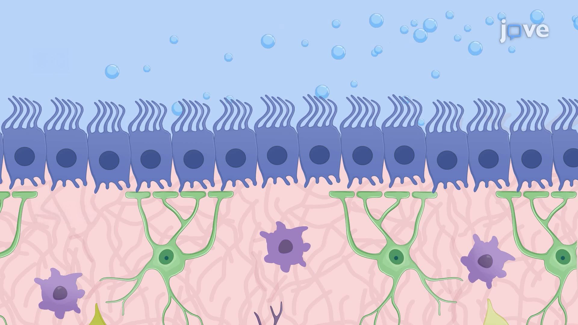 Live Imaging of Ependymal Cell Ciliary Activity in a Mouse Brain Section