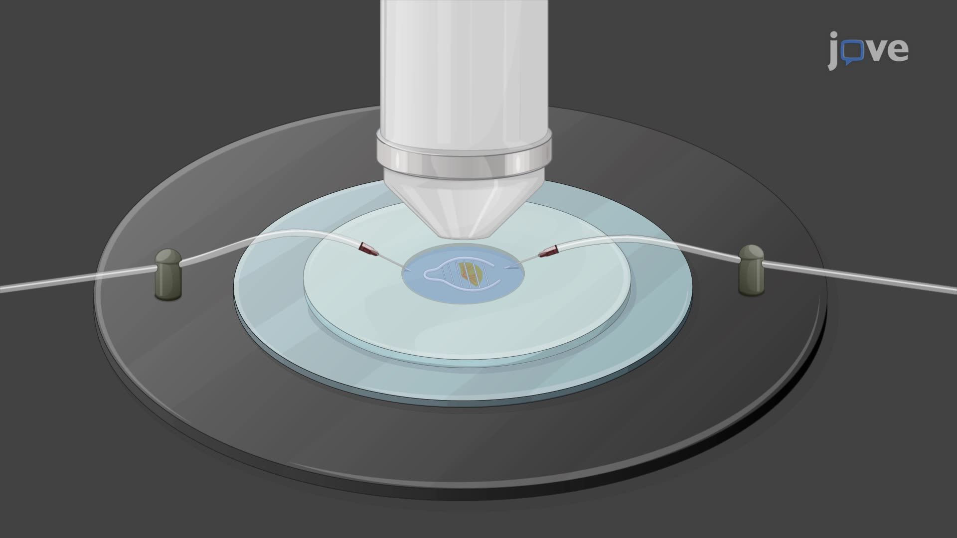 Identification of Mouse Retinal Ganglion Cell Subtypes Through Fluorescent Tracing
