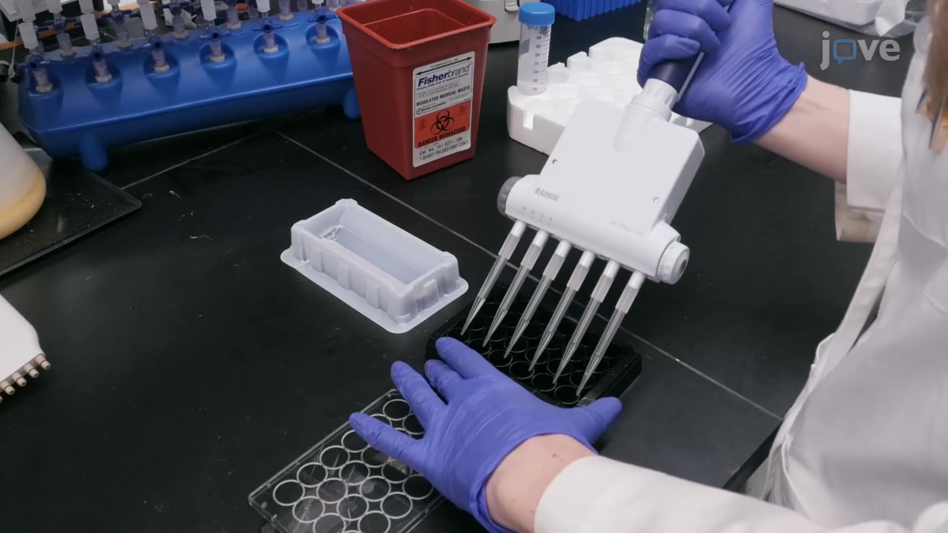 Video: Dual Fluorescence Imaging to Identify Differentiated ...